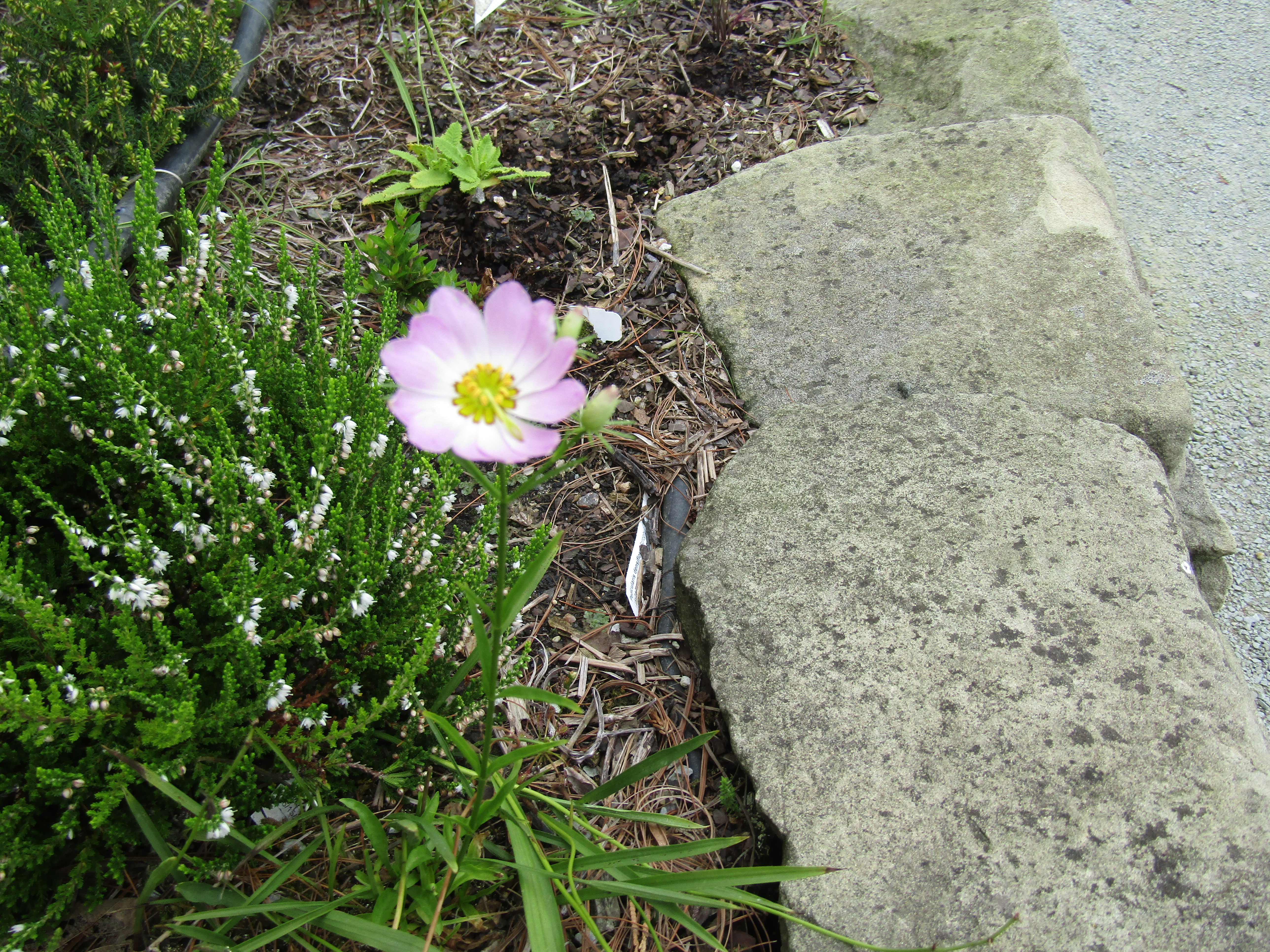 Sabatia kennedyana