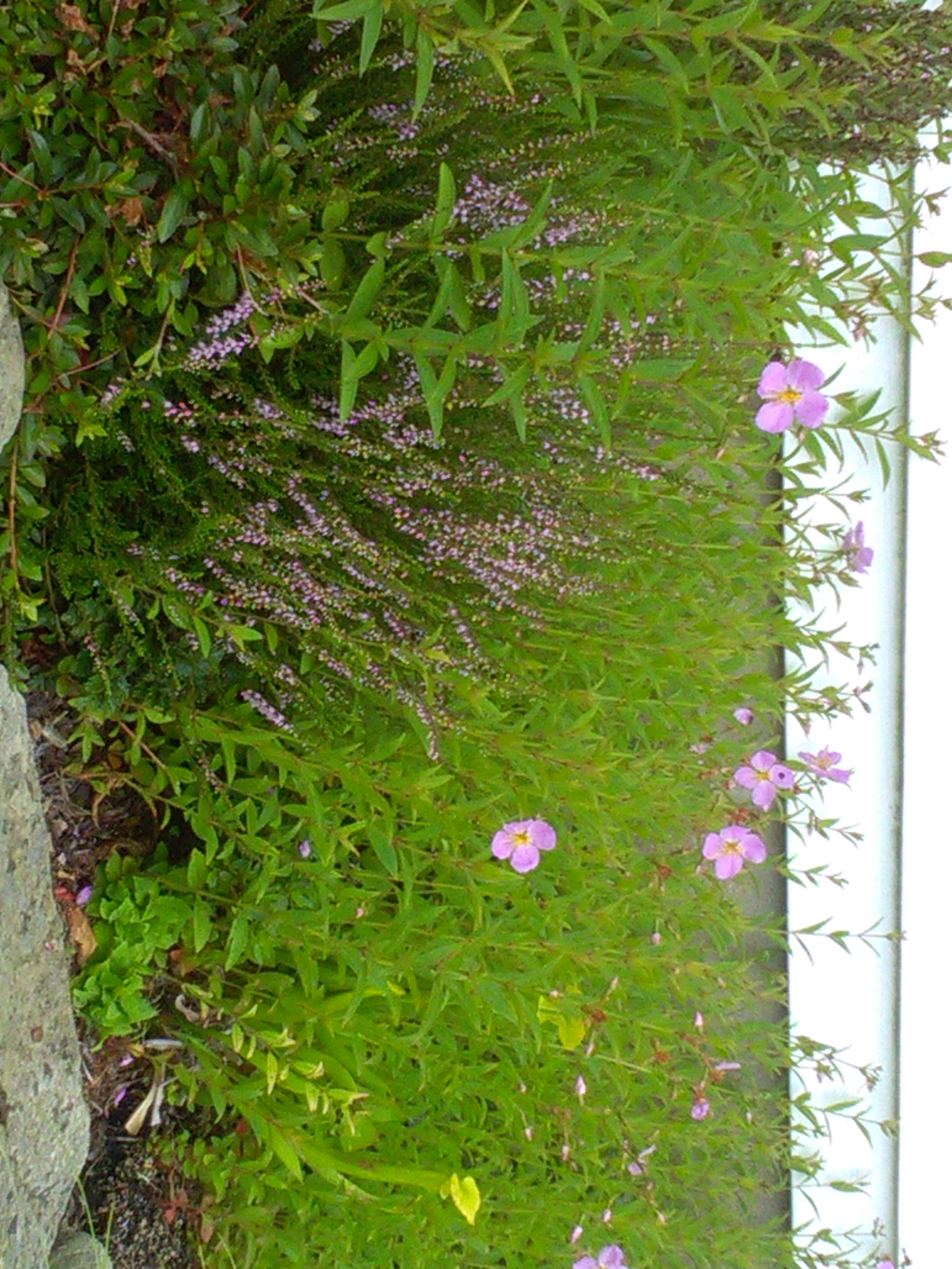Rhexia virginica with Calluna
