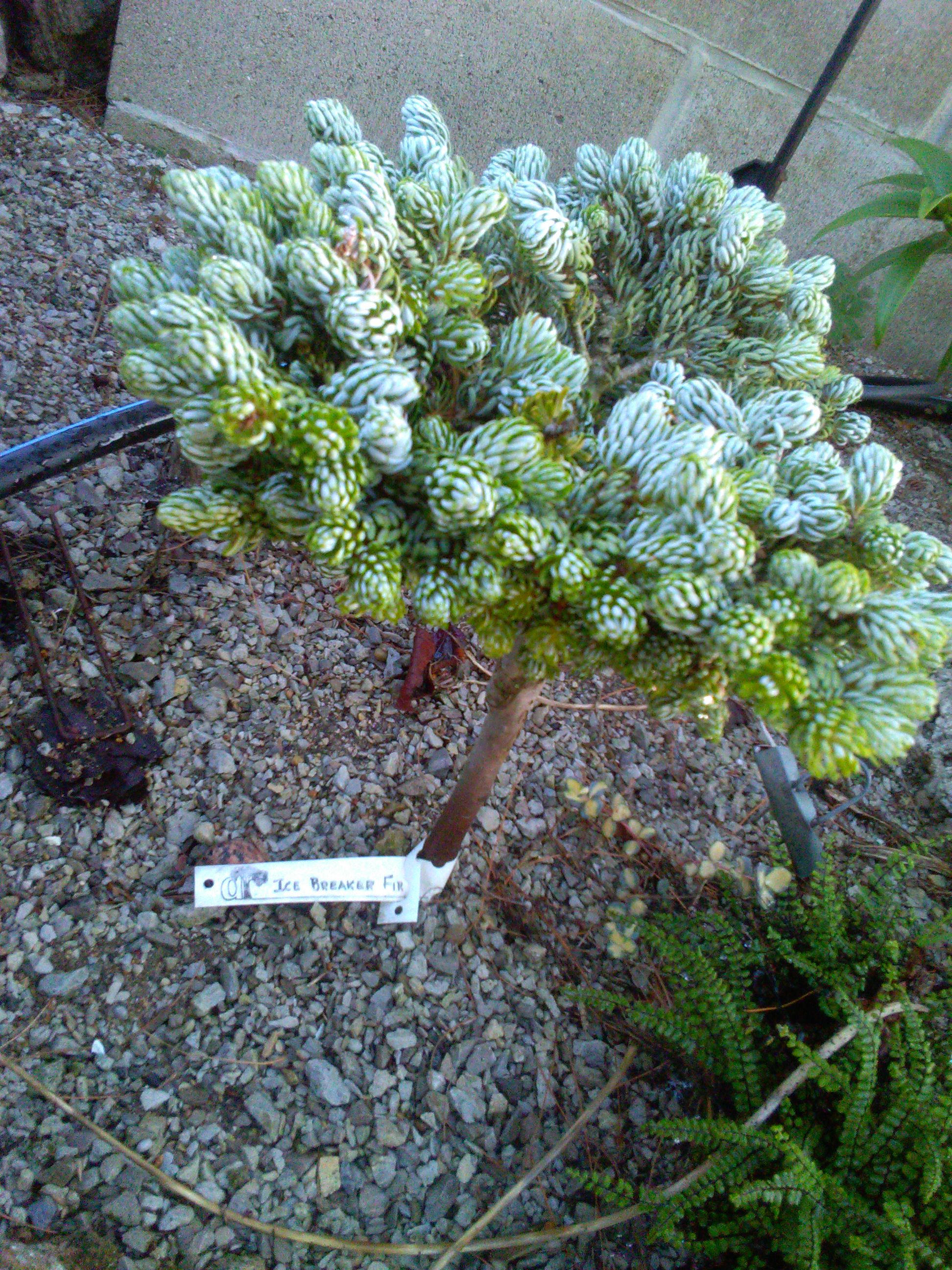 Abies koreana 'Ice Breaker'