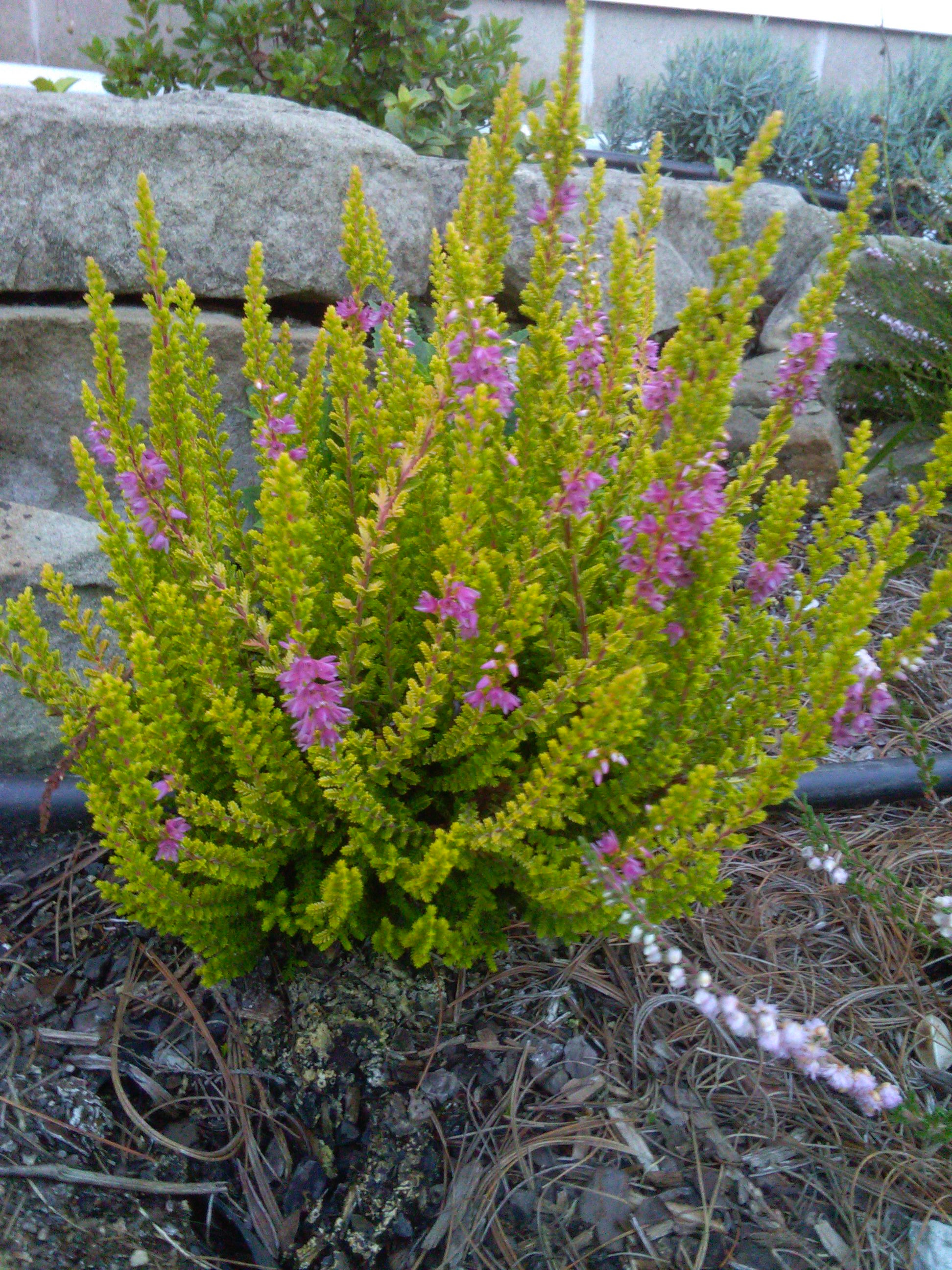Calluna foxii nana again