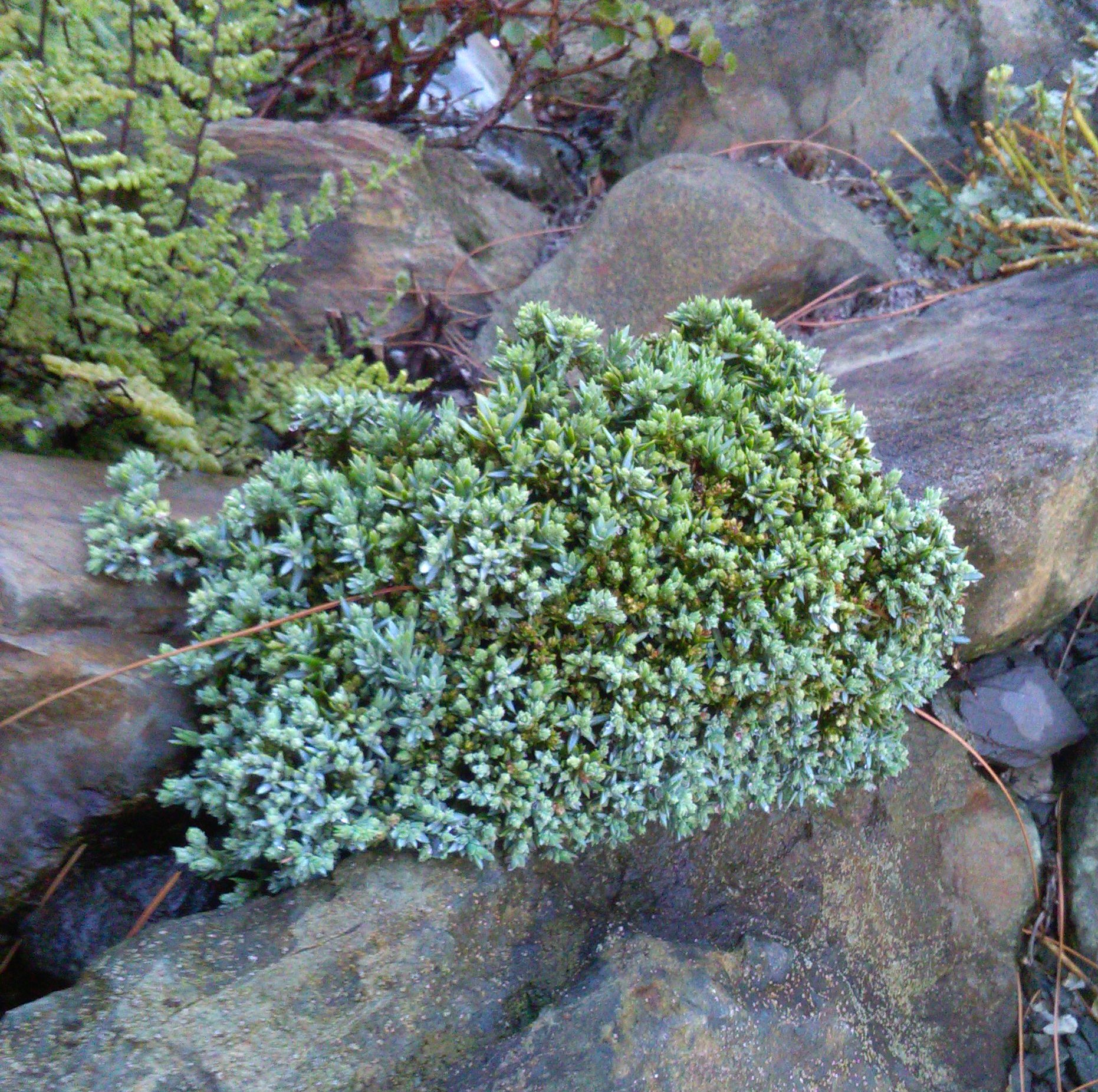 Juniperus ‘Blue Pygmy’