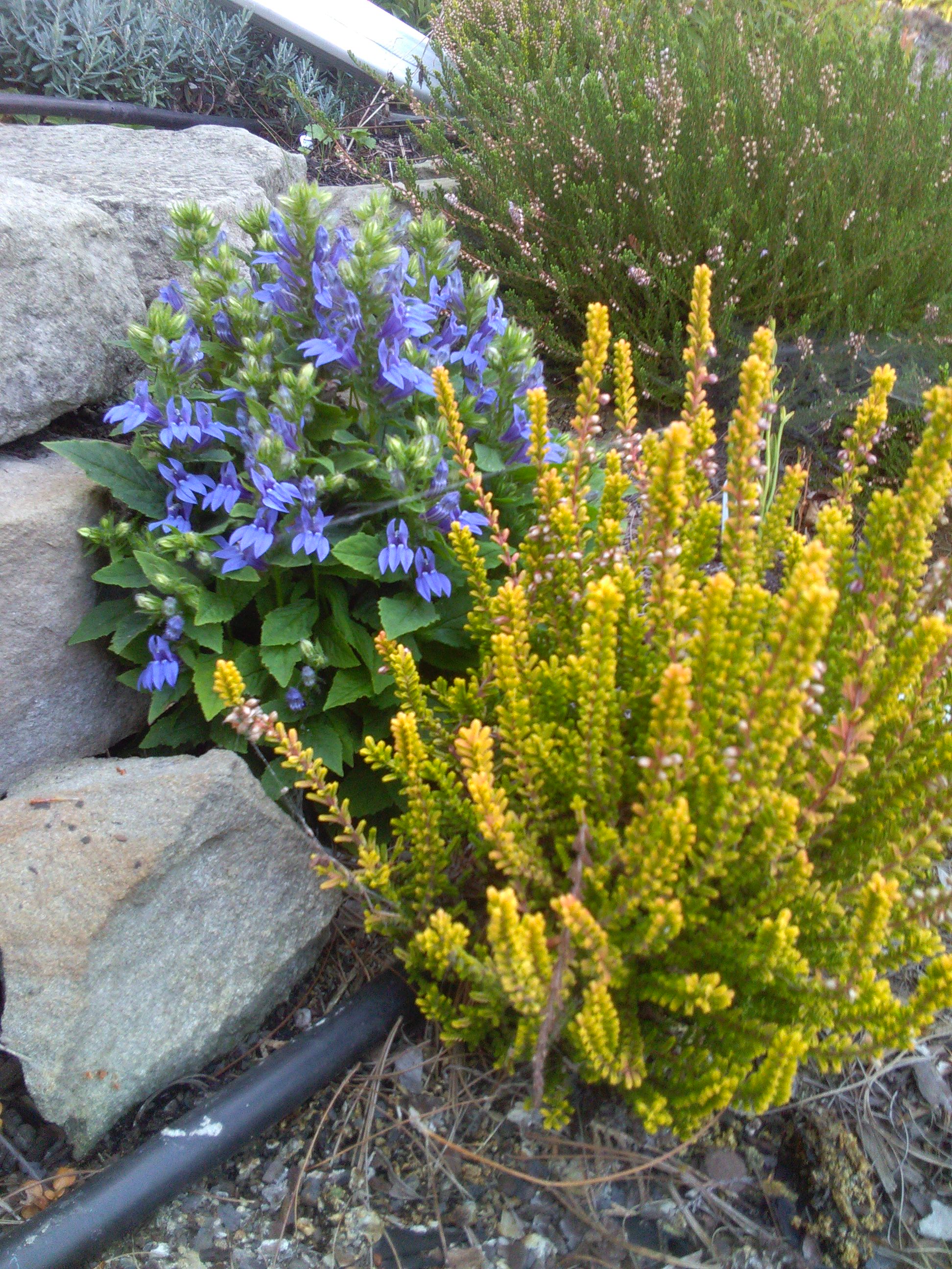 Lobelia siphilitica 'Mistassinica' with Calluna Foxii Nana