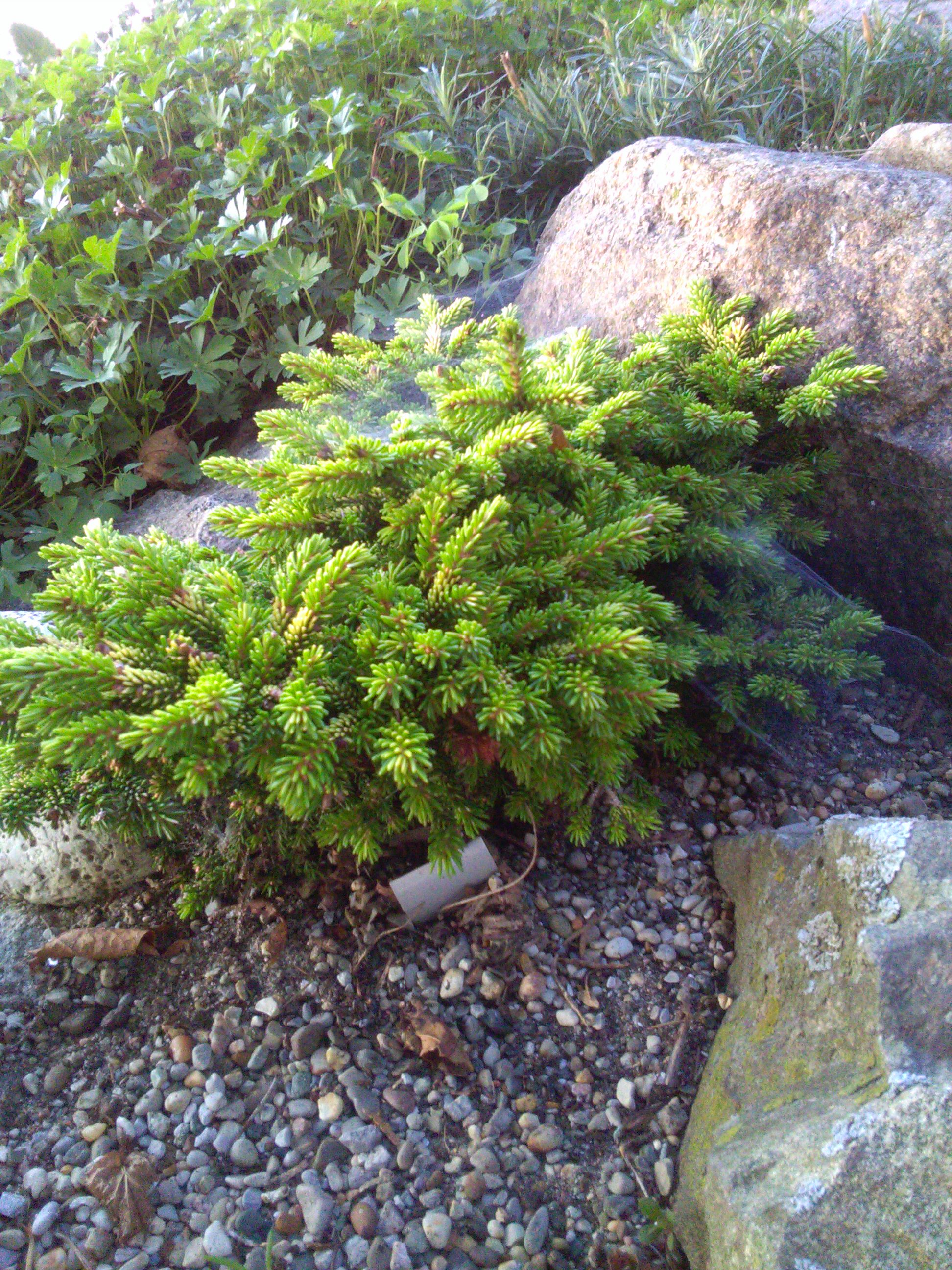 Picea orientalis 'Tom Thumb'