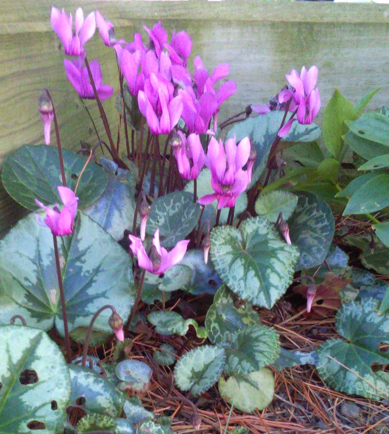 Cyclamen purpurescens
