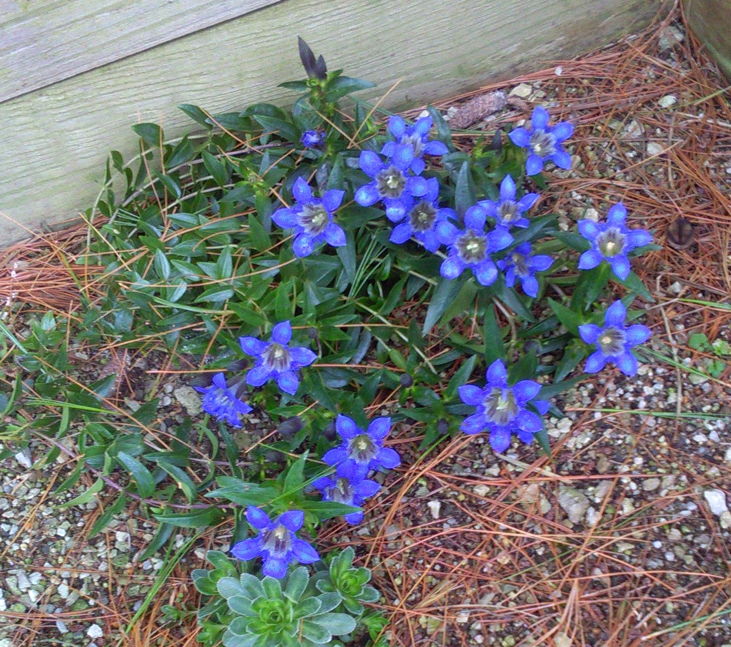 Gentiana septemfida lagodechiana