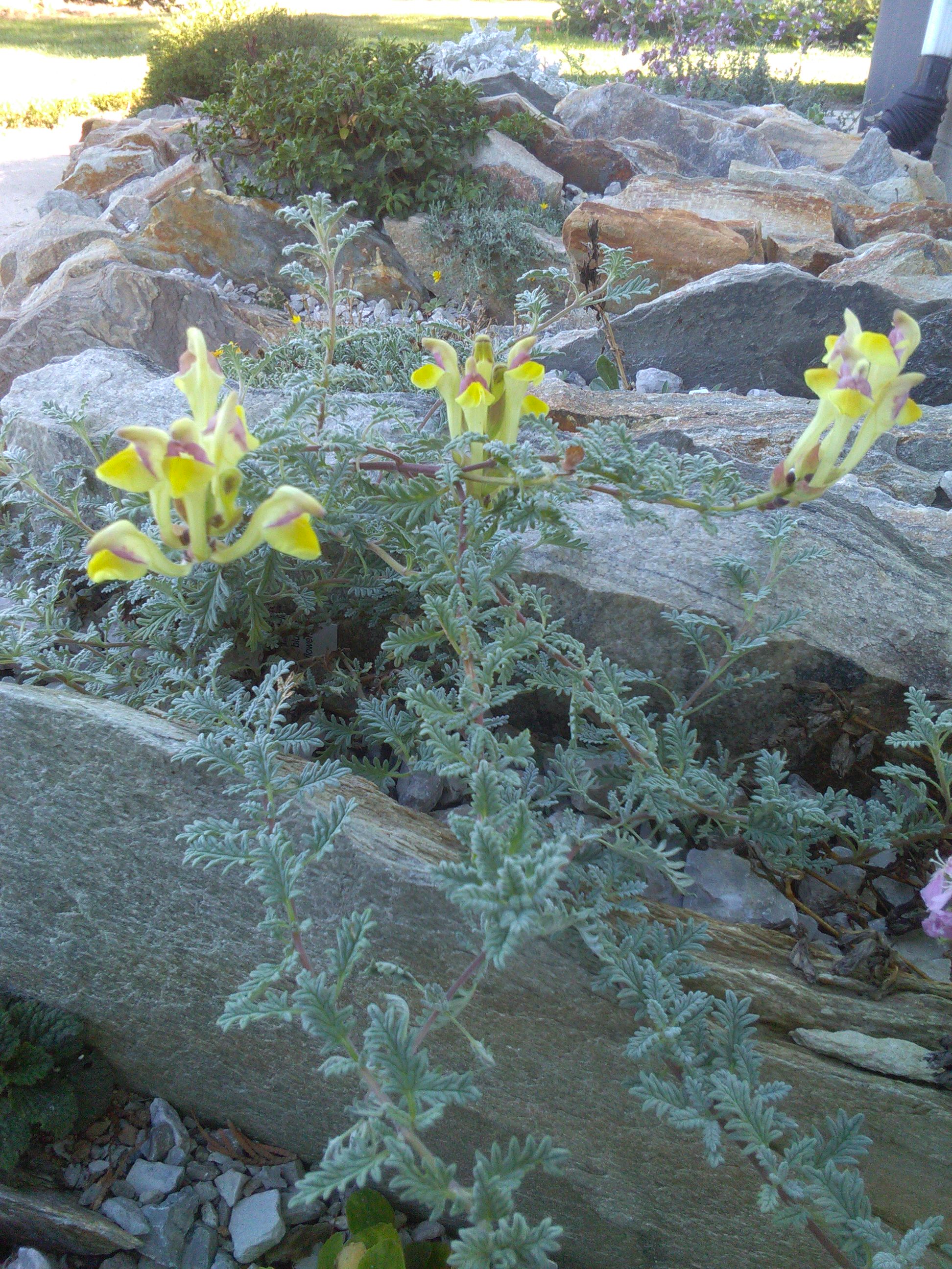 Scutellaria przewalskii