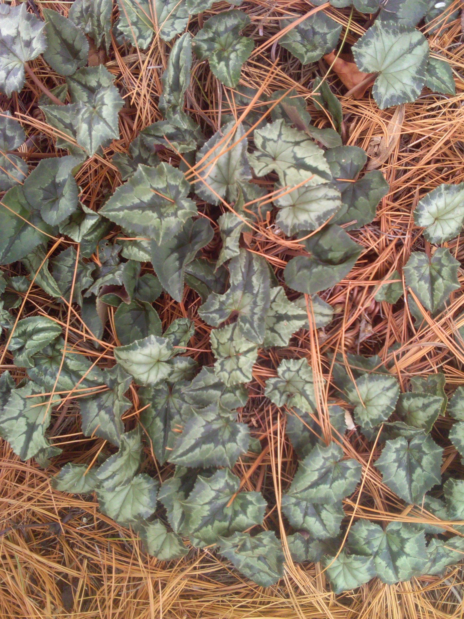 Cyclamen leaves