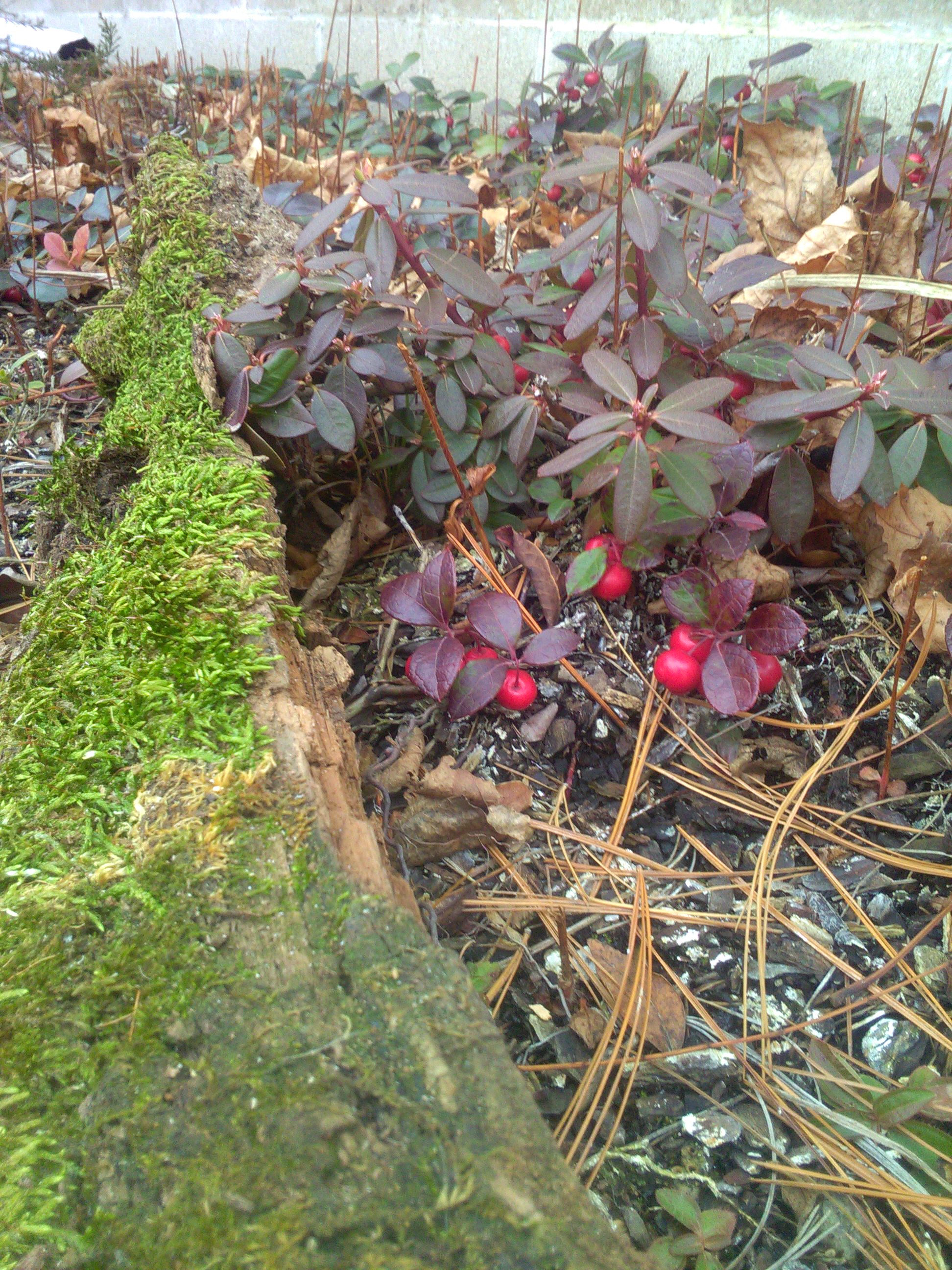 Gaultheria procumbens