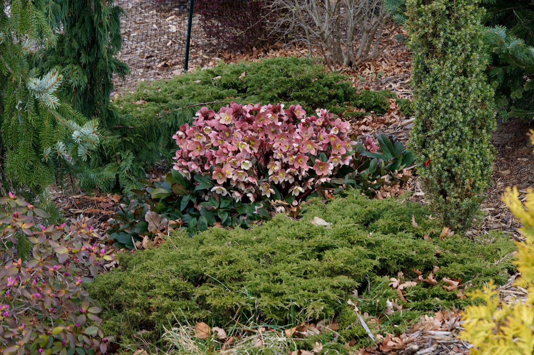 Hellebores