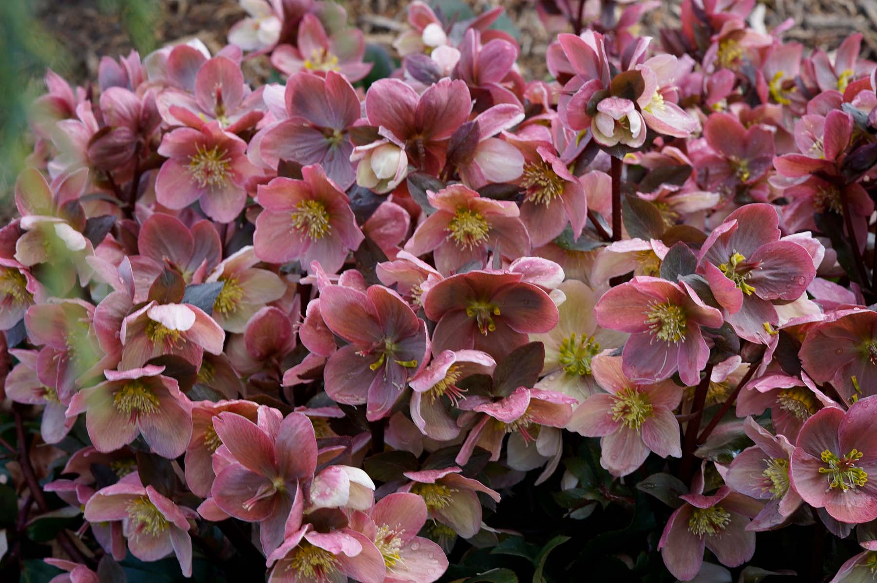Hellebores
