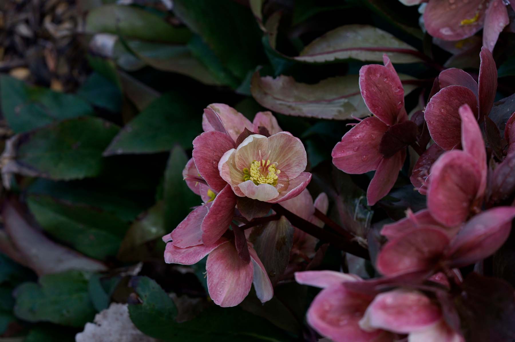 Hellebores
