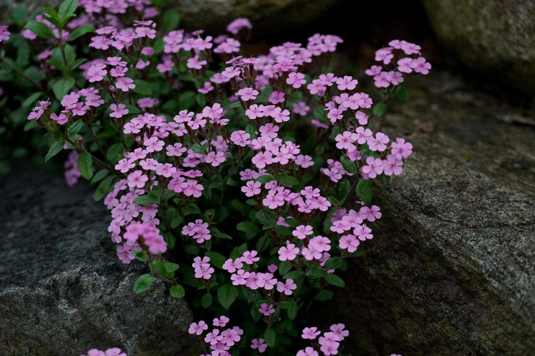 Saponaria ocymoides_close up (Soapwort)
