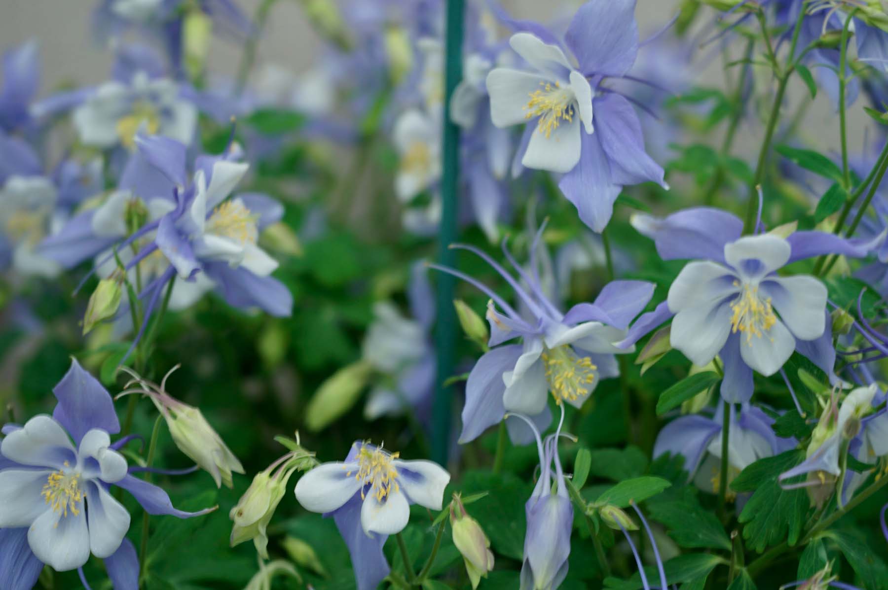 Aquilegia (Columbine)