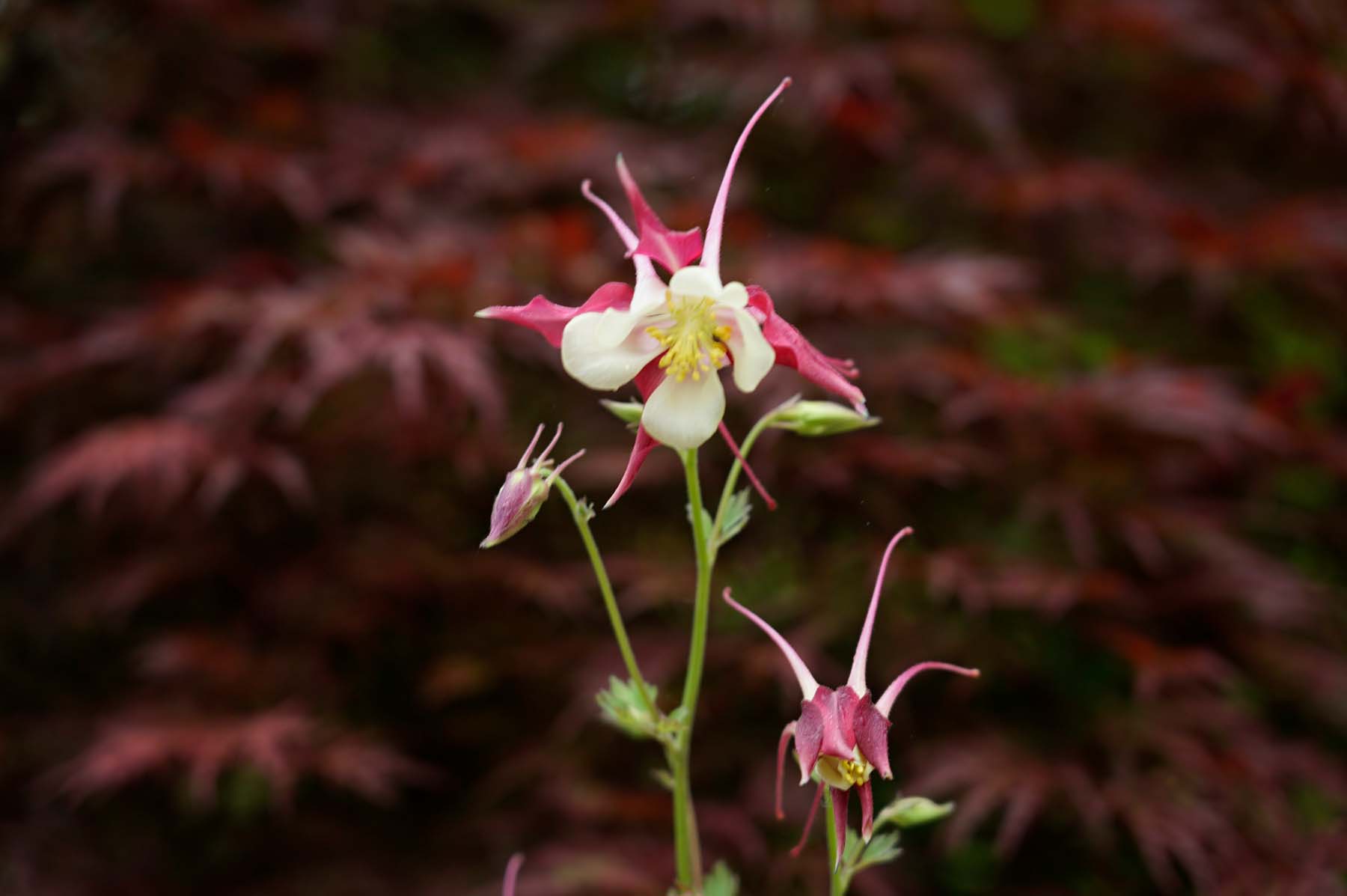 Aquilegia (Columbine)