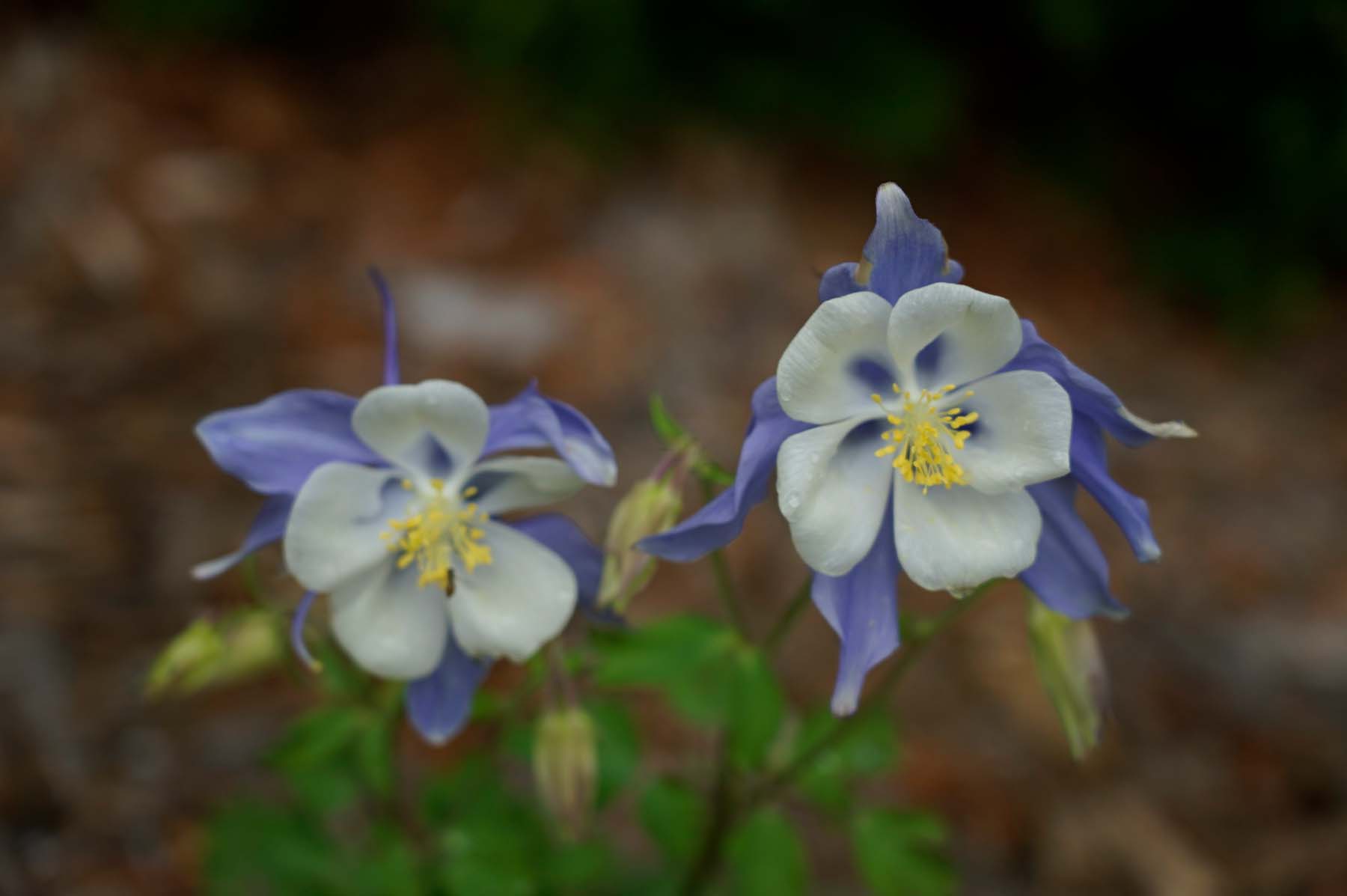 Aquilegia (Columbine)