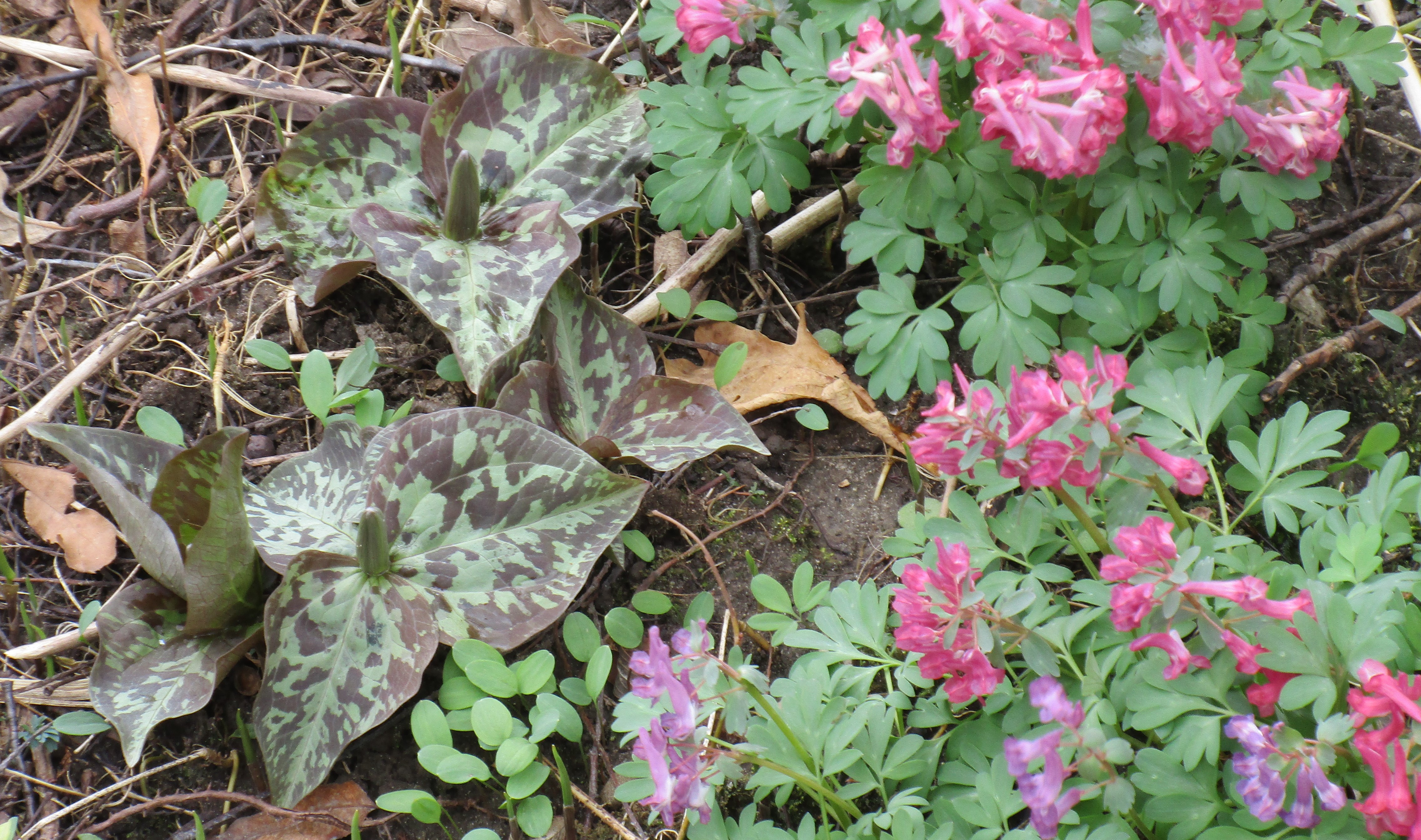 Trillium cv.