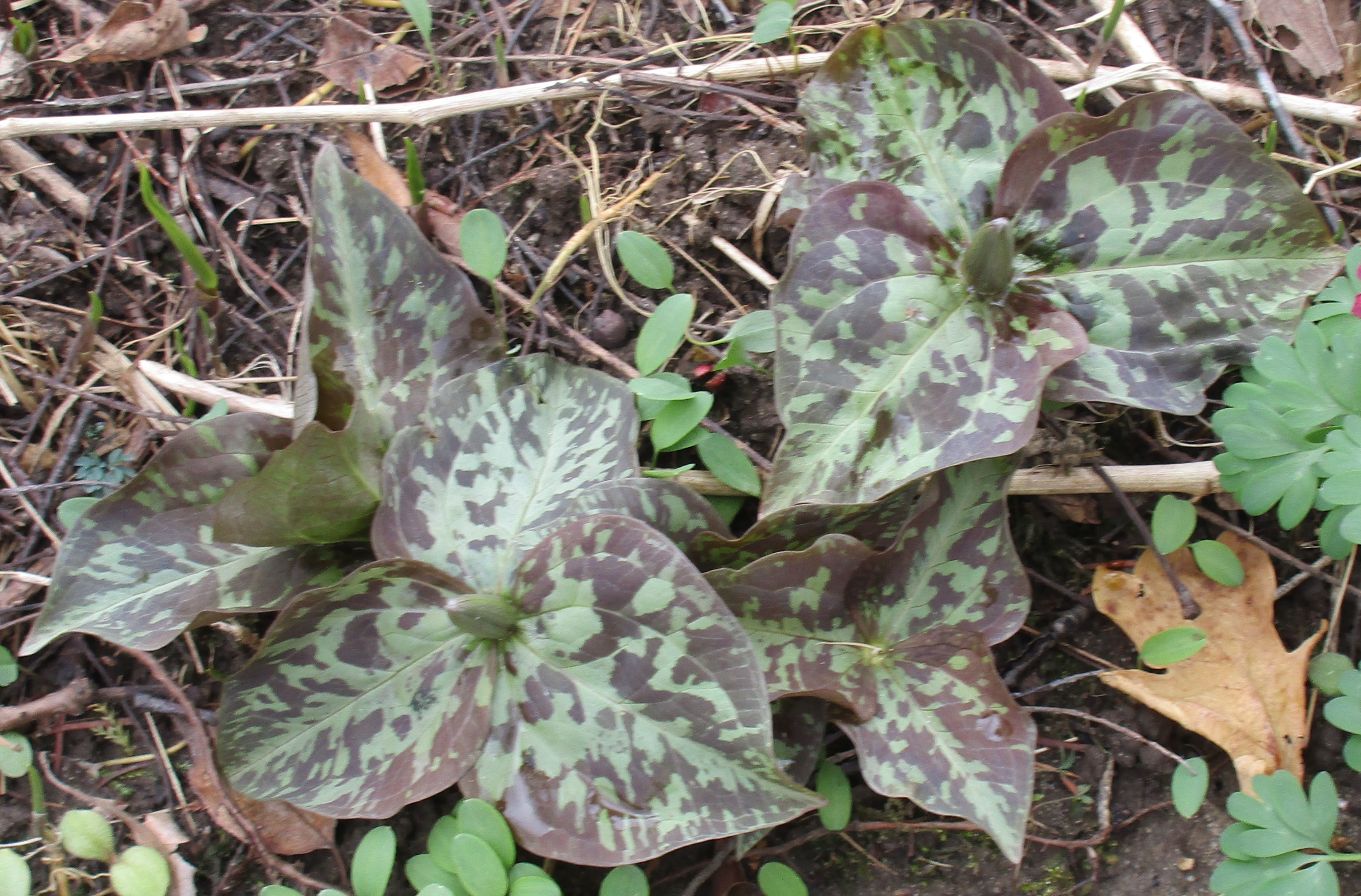 Trillium cv.