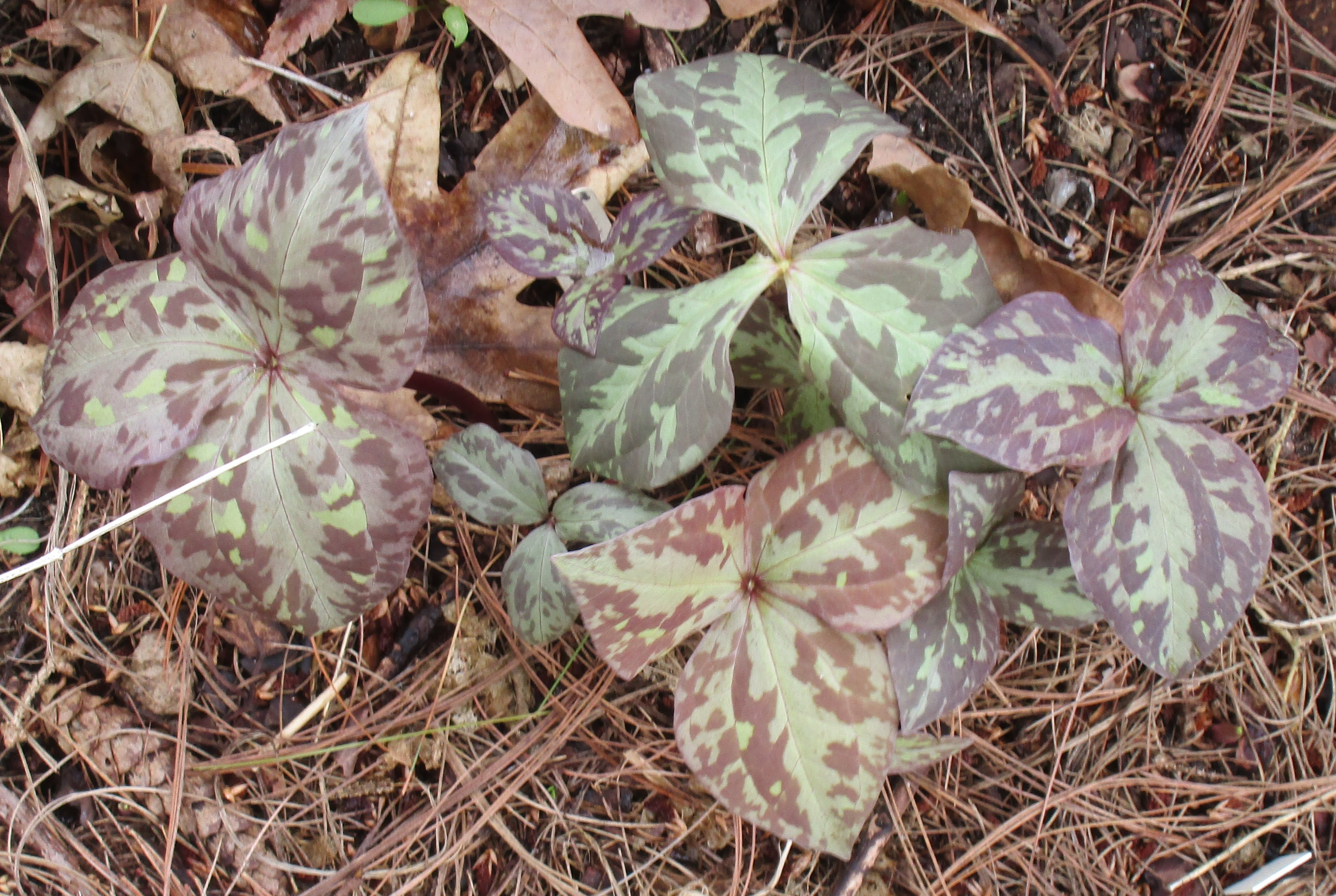Trillium "Eco Spectacular" seedlings