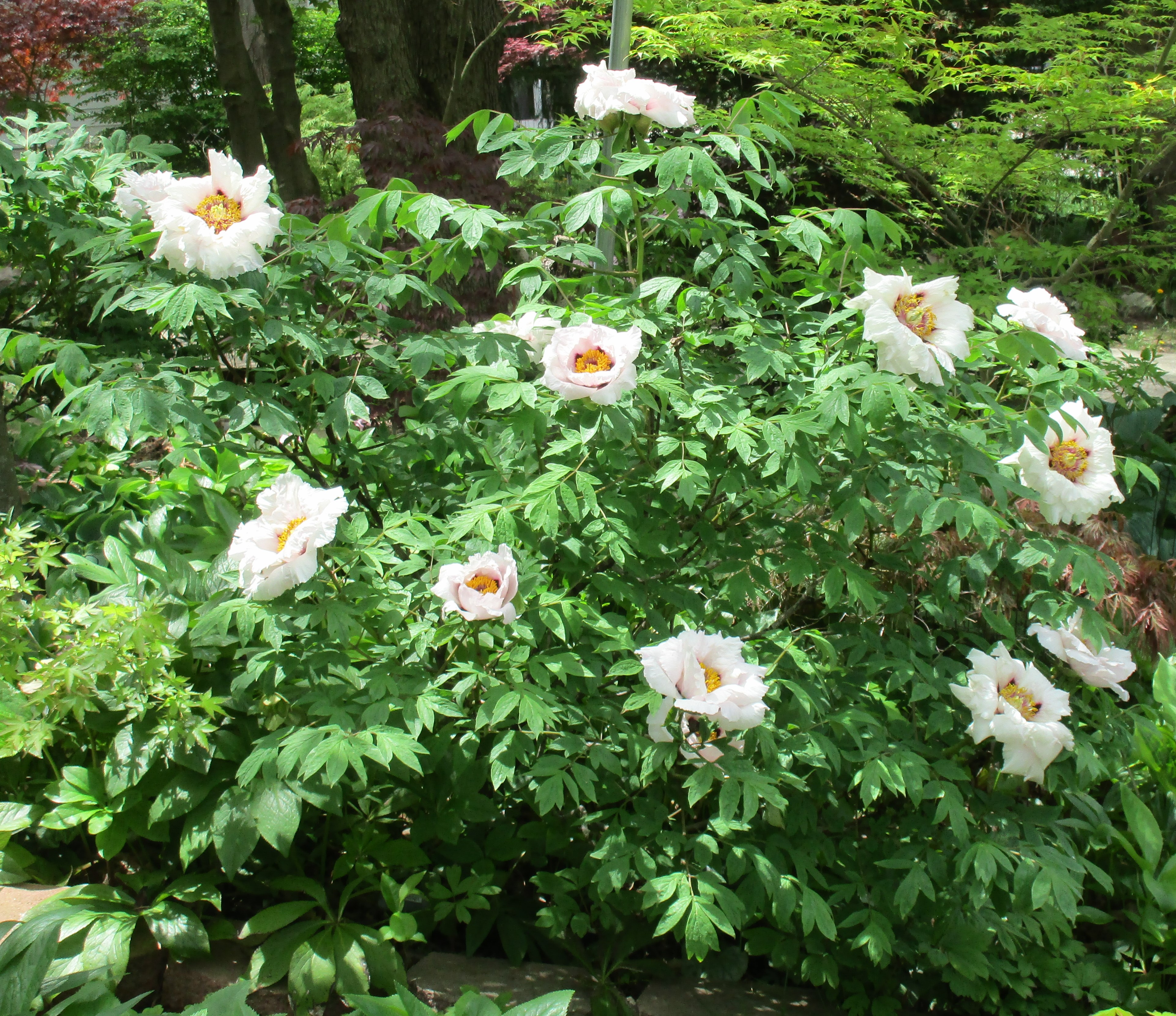 Paeonia rockii