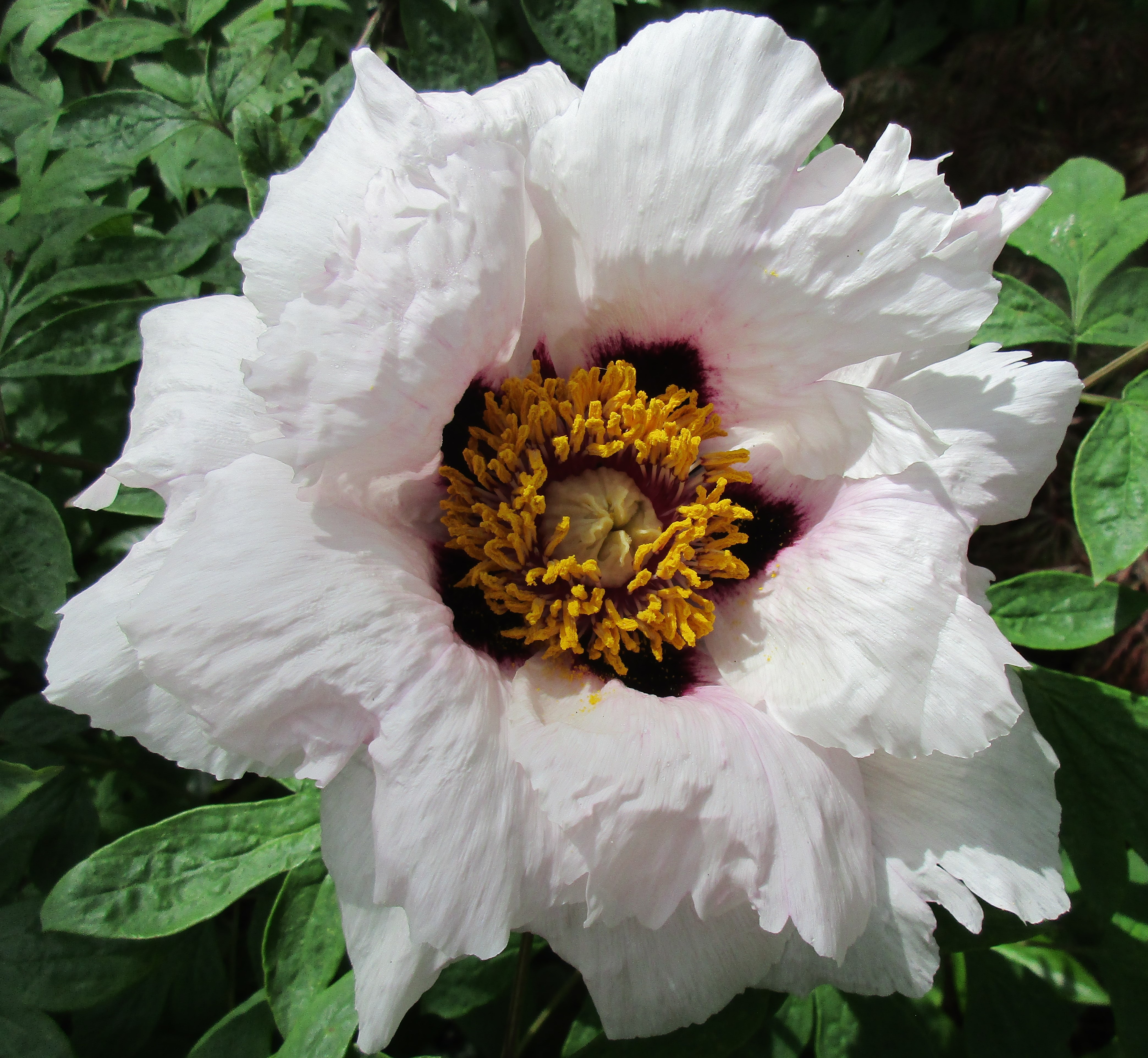 Paeonia rockii