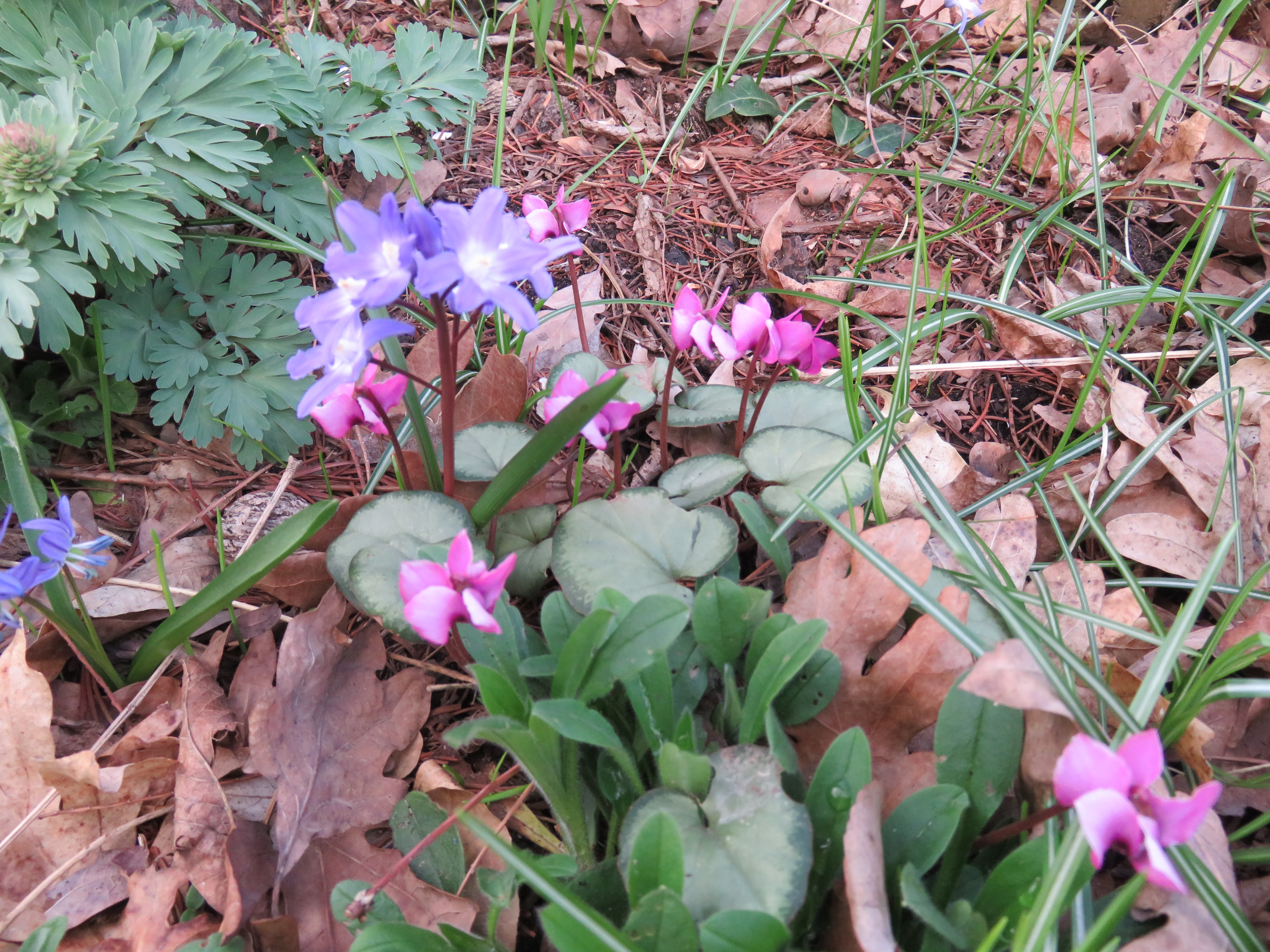 Cyclamen coum and Chionodoxa