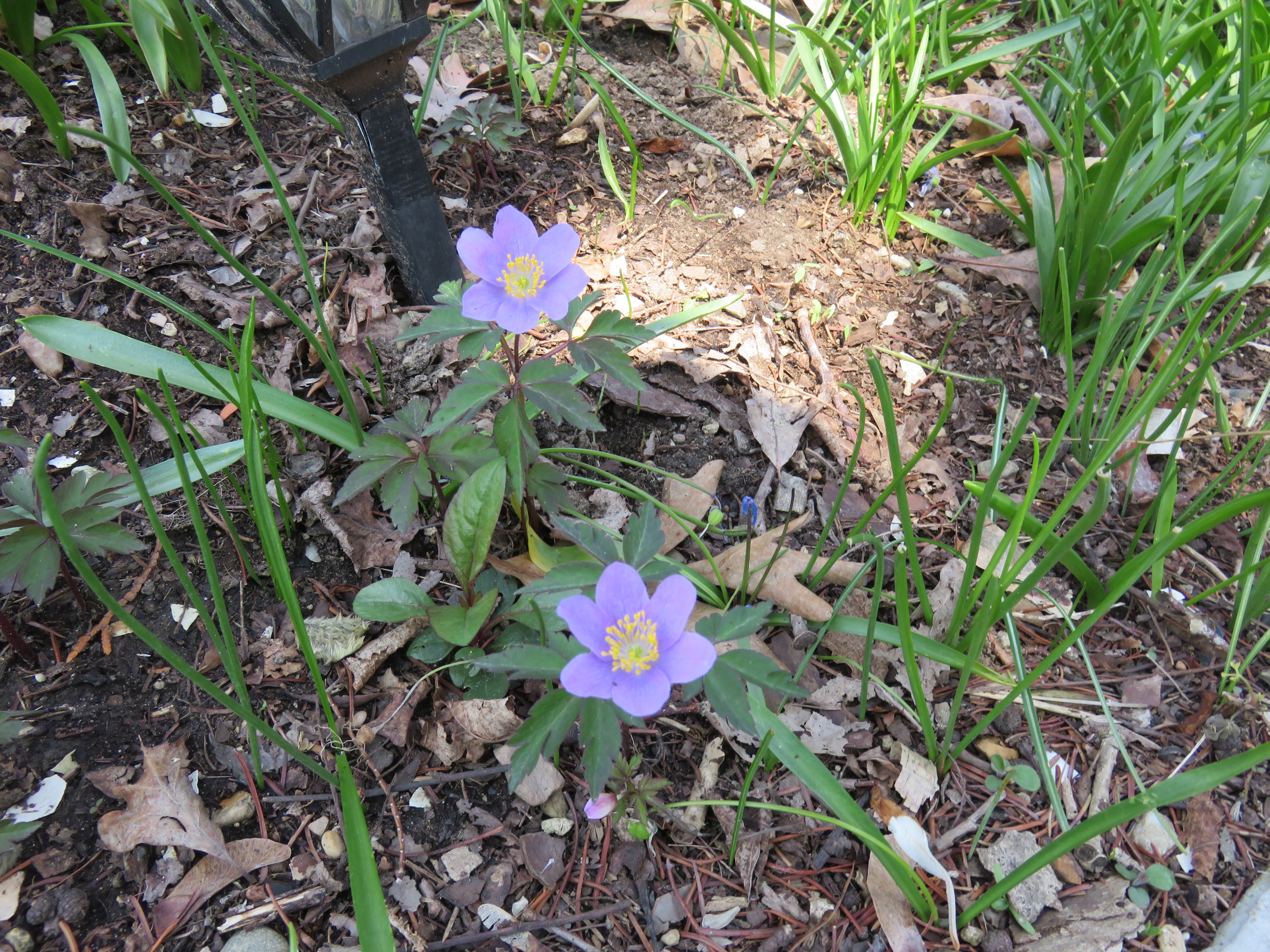 Anemone nemorosa Robinsoniana