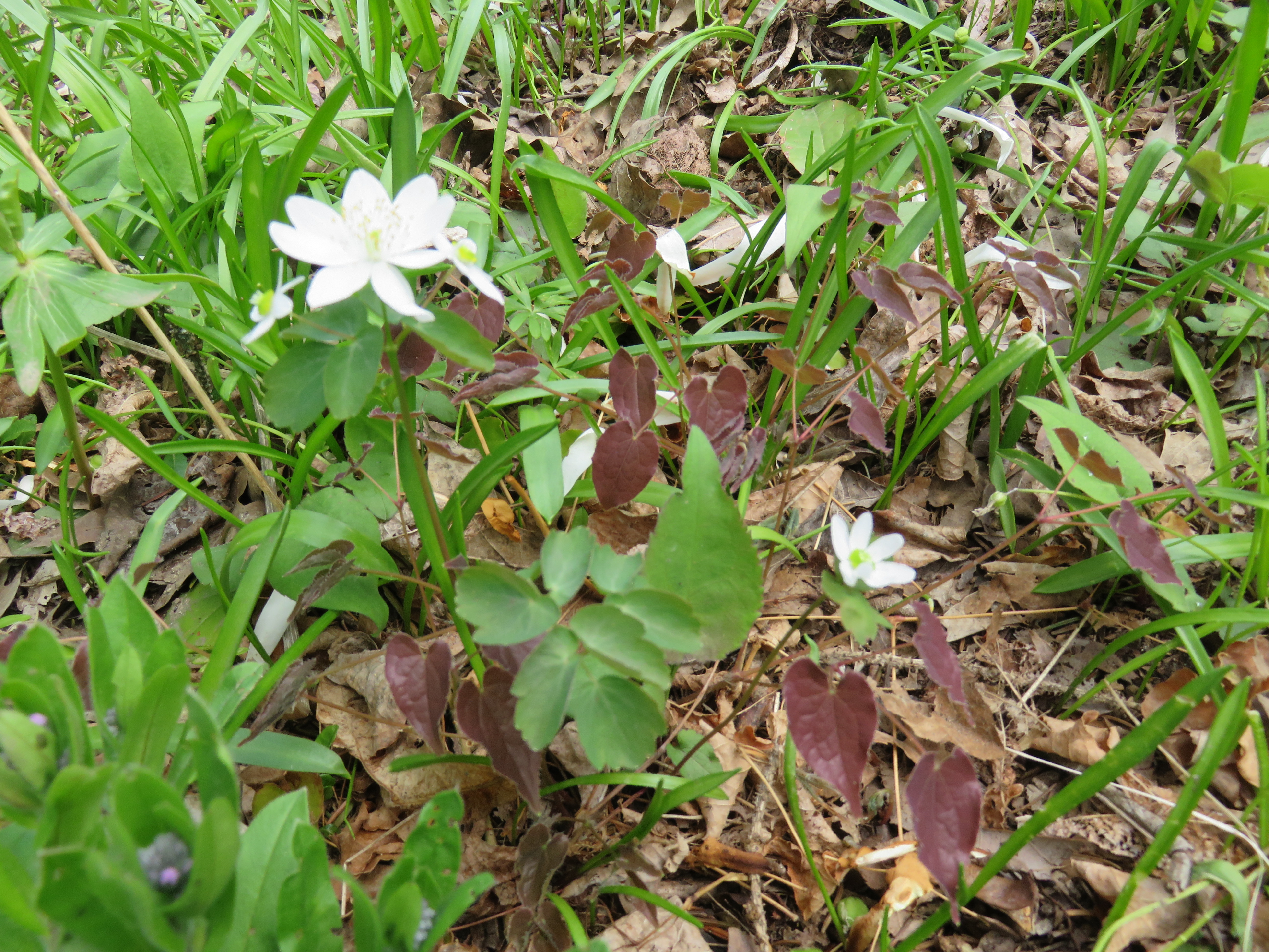 Anemonella thalictroides and Epimedium 'Bronze Maiden'