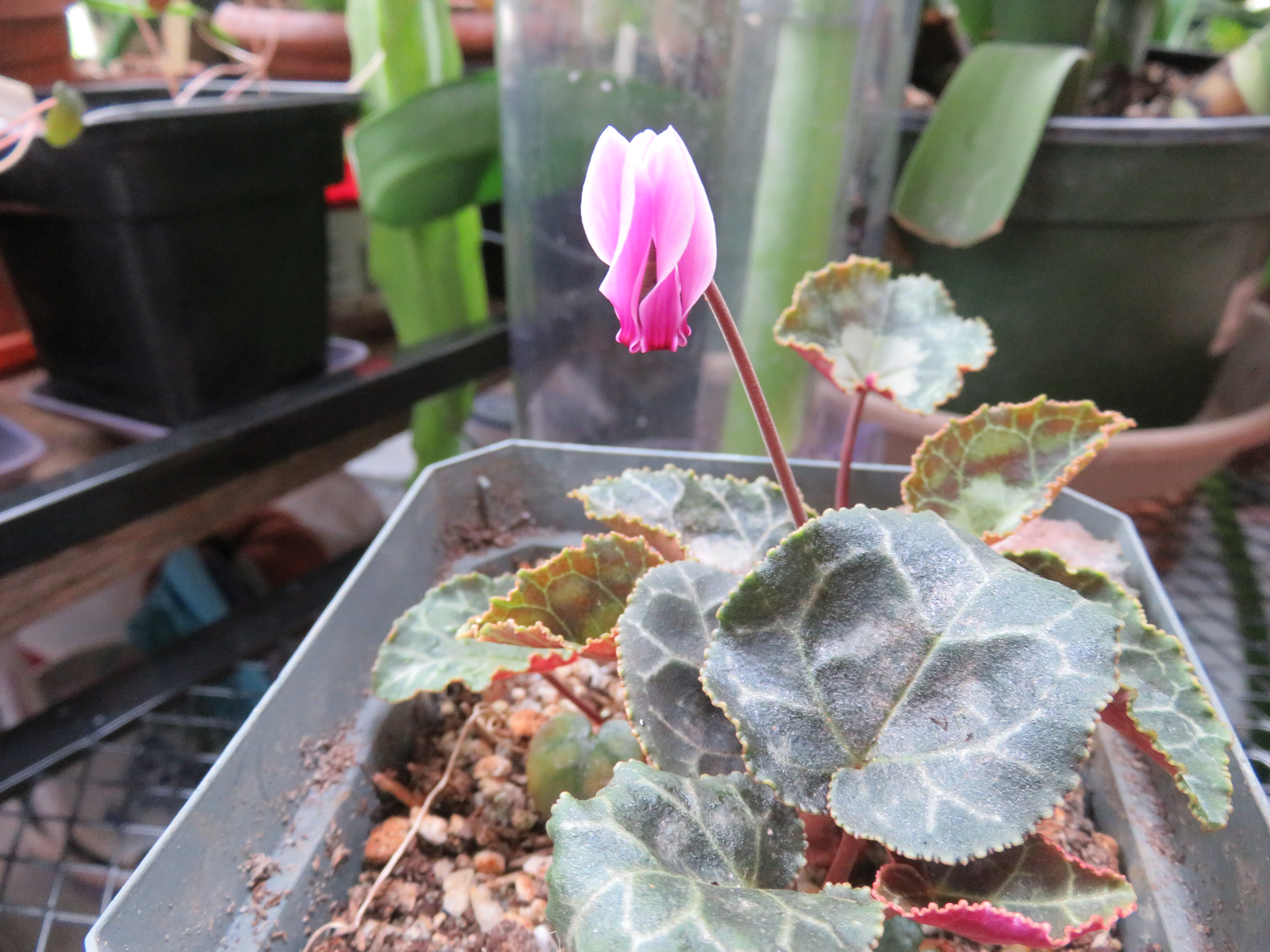 Cyclamen graecum
