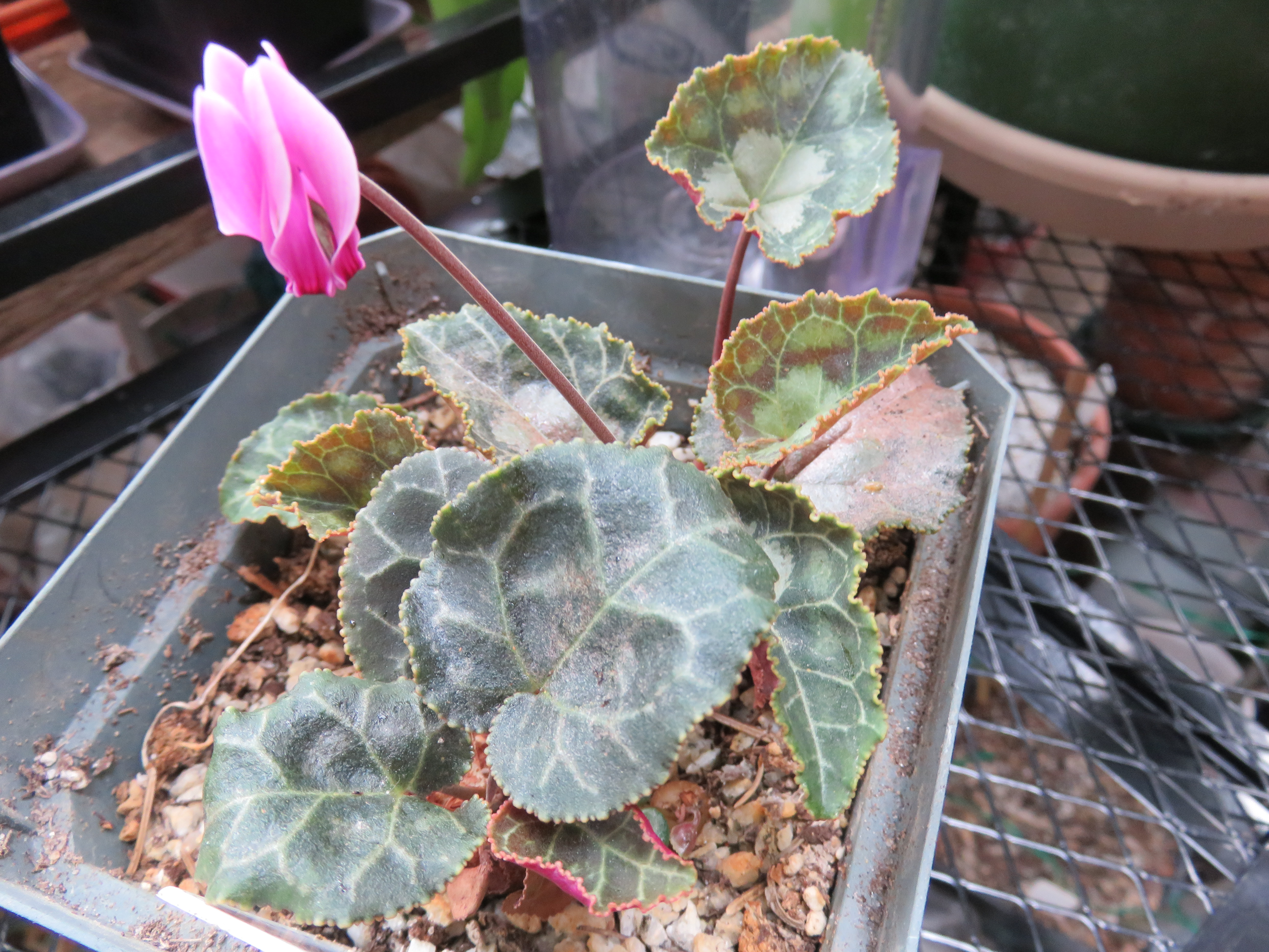 Cyclamen graecum 