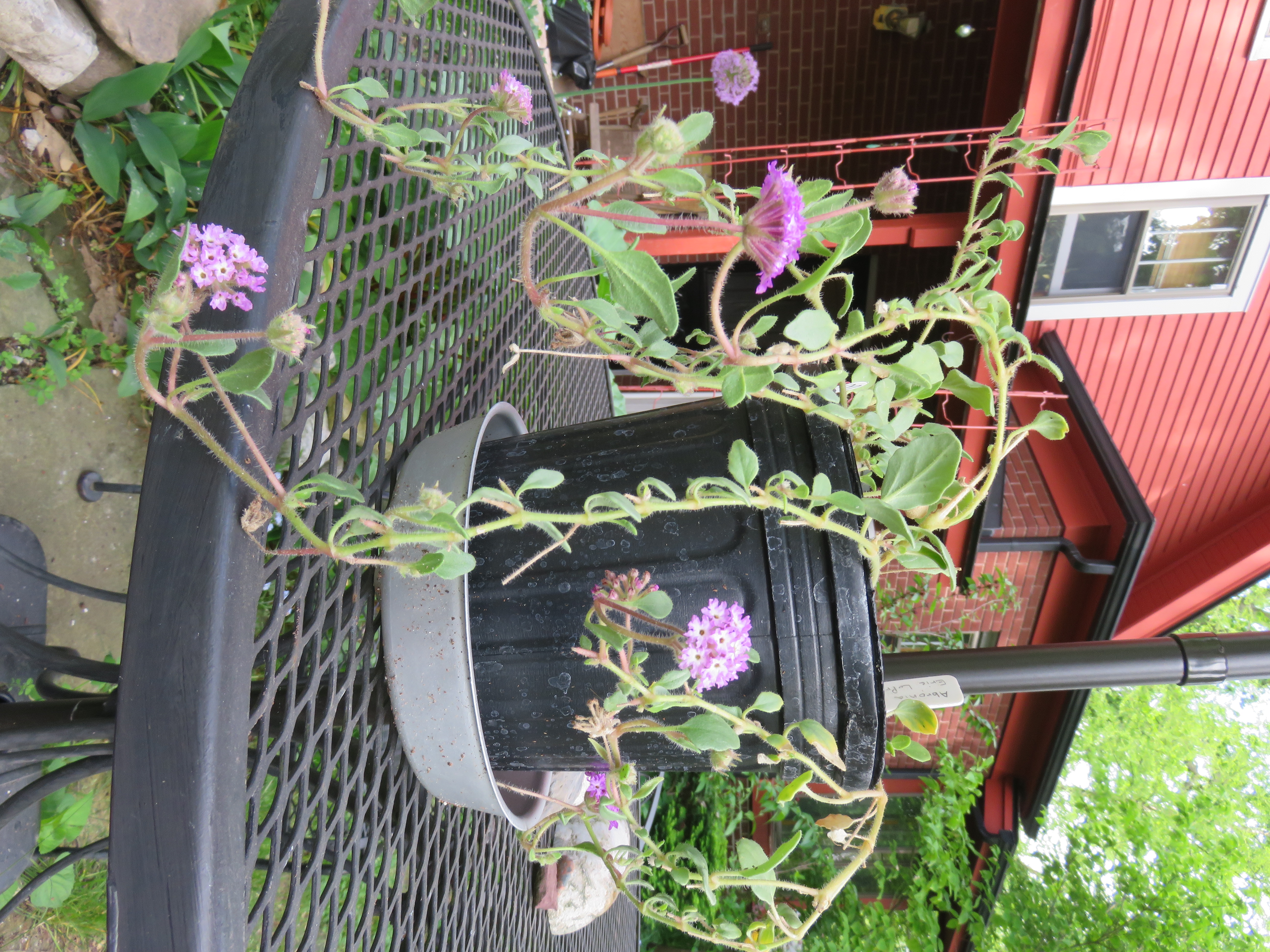 Abronia