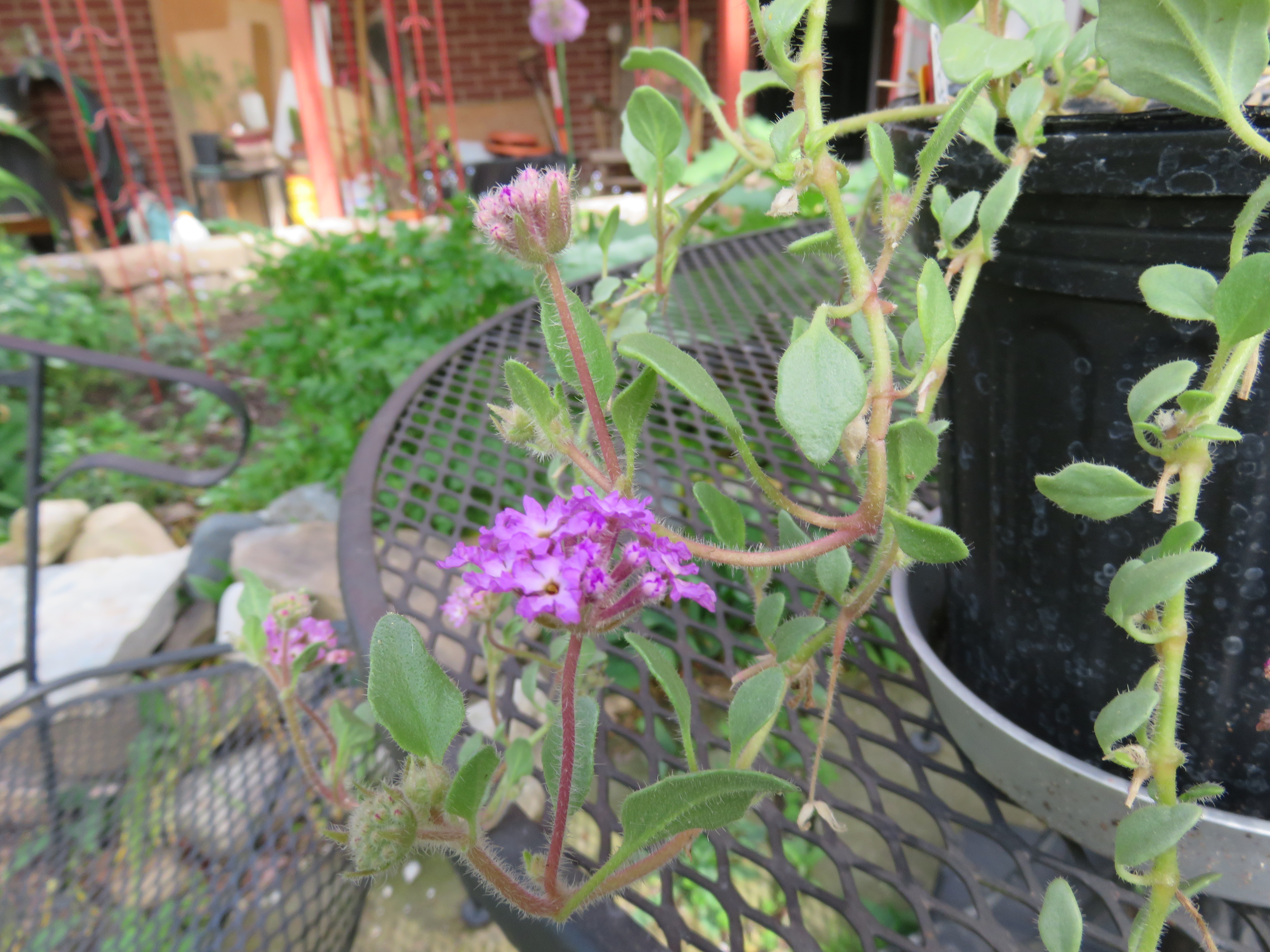 Abronia