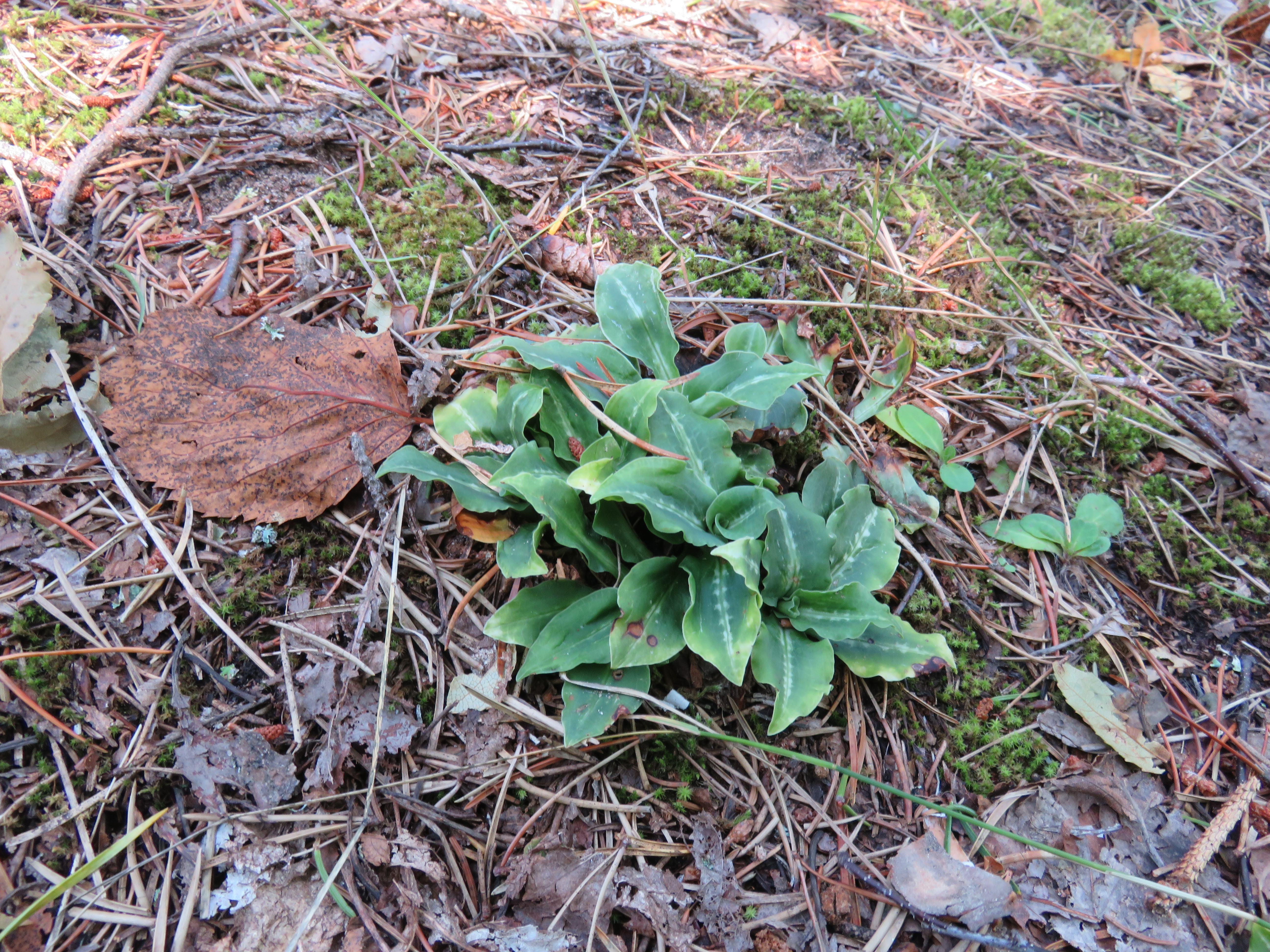 Goodyera oblongifolia in the Pictured Rocks National Park