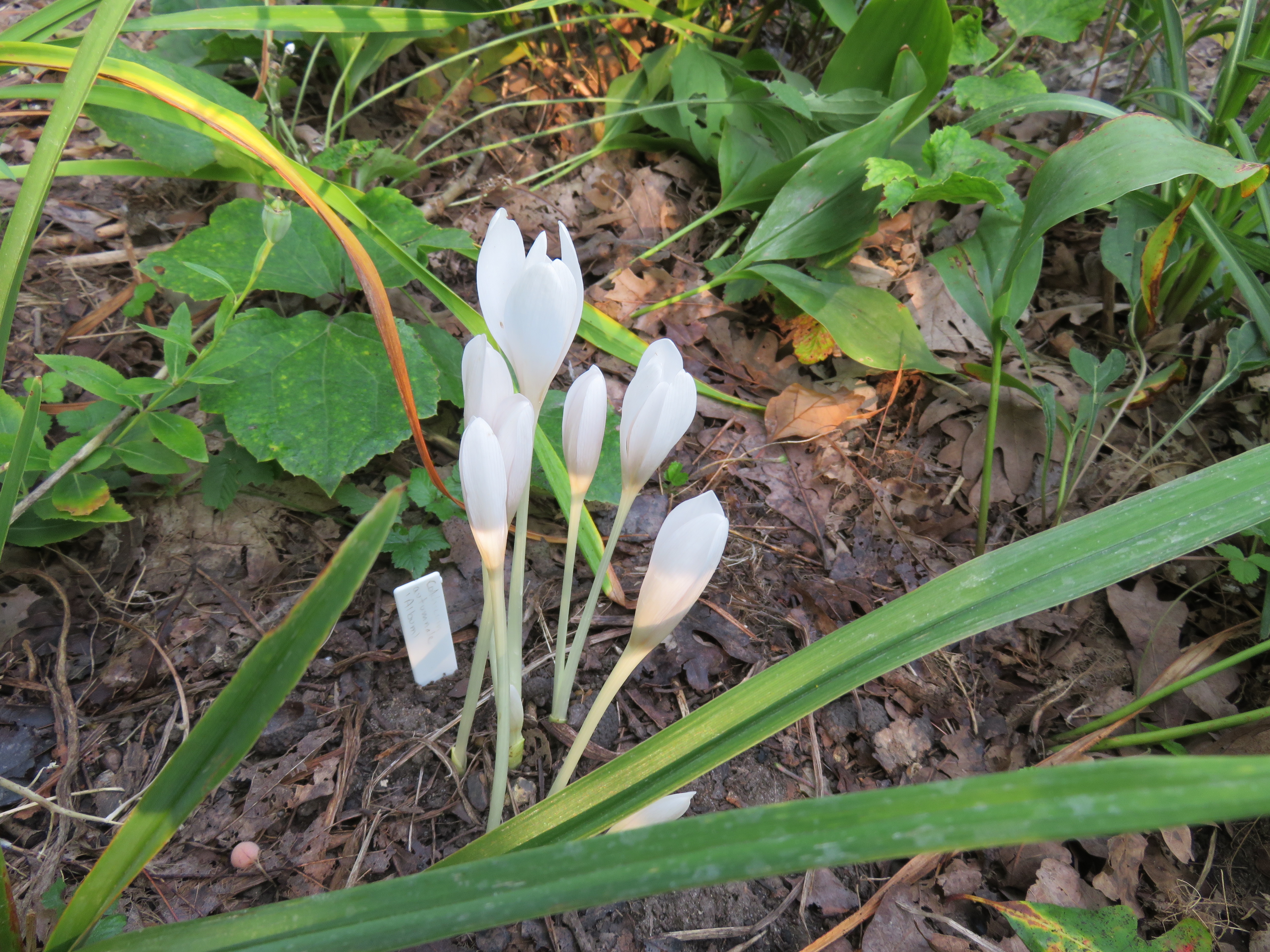 Colchicum autumnale 'Alba'