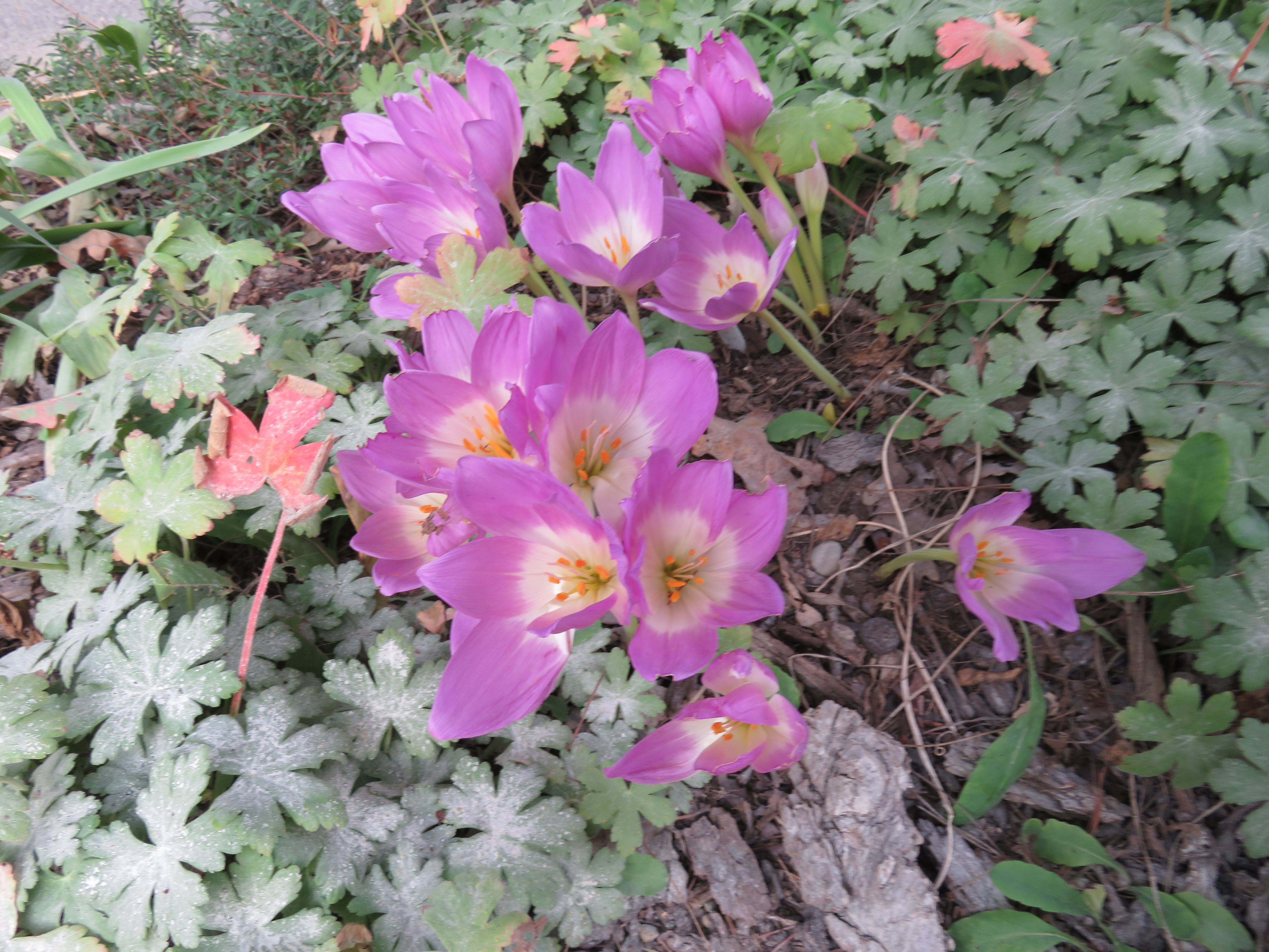 Colchicum bornmeulleri