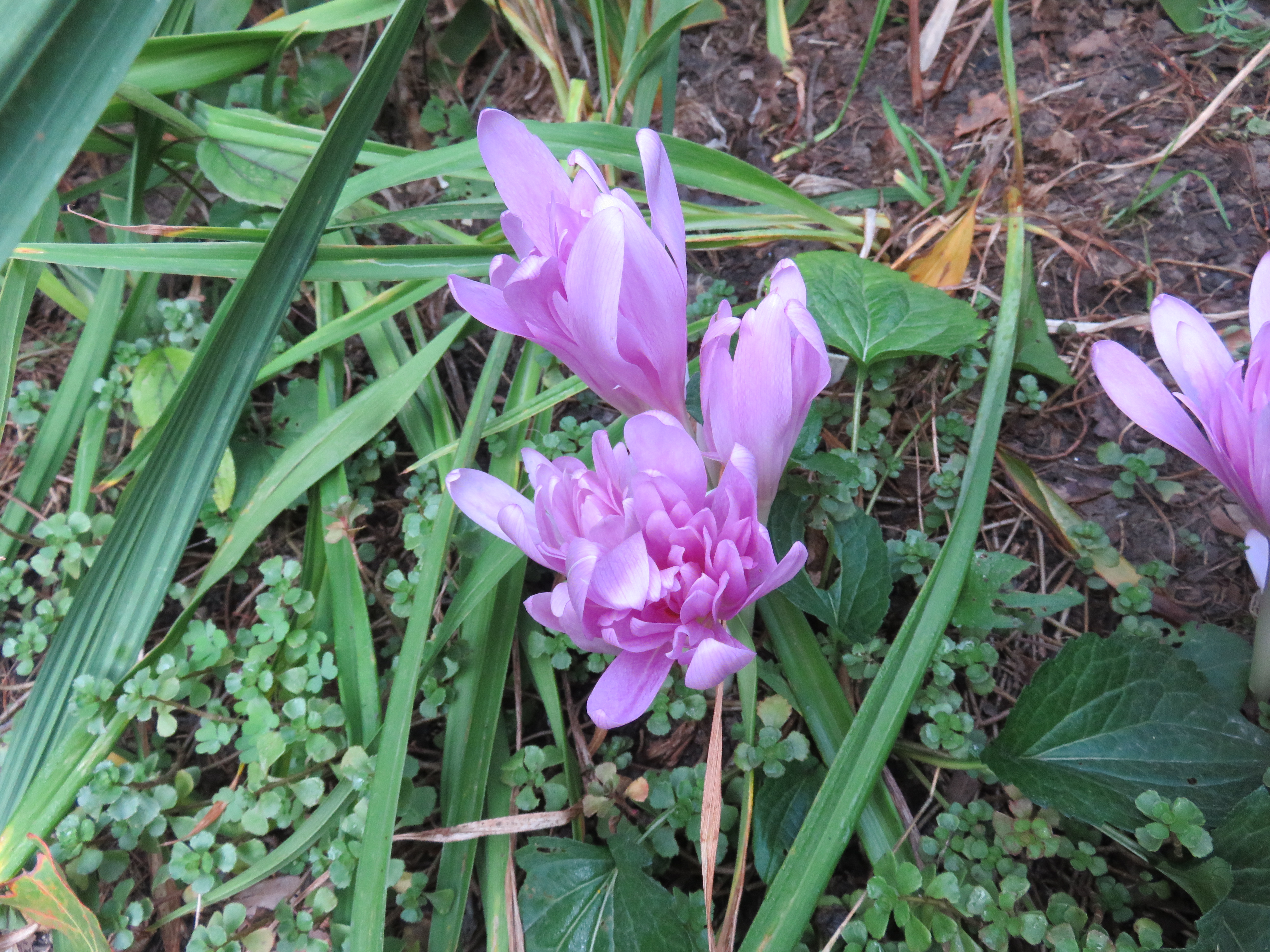 Colchicum 'Water Lily'