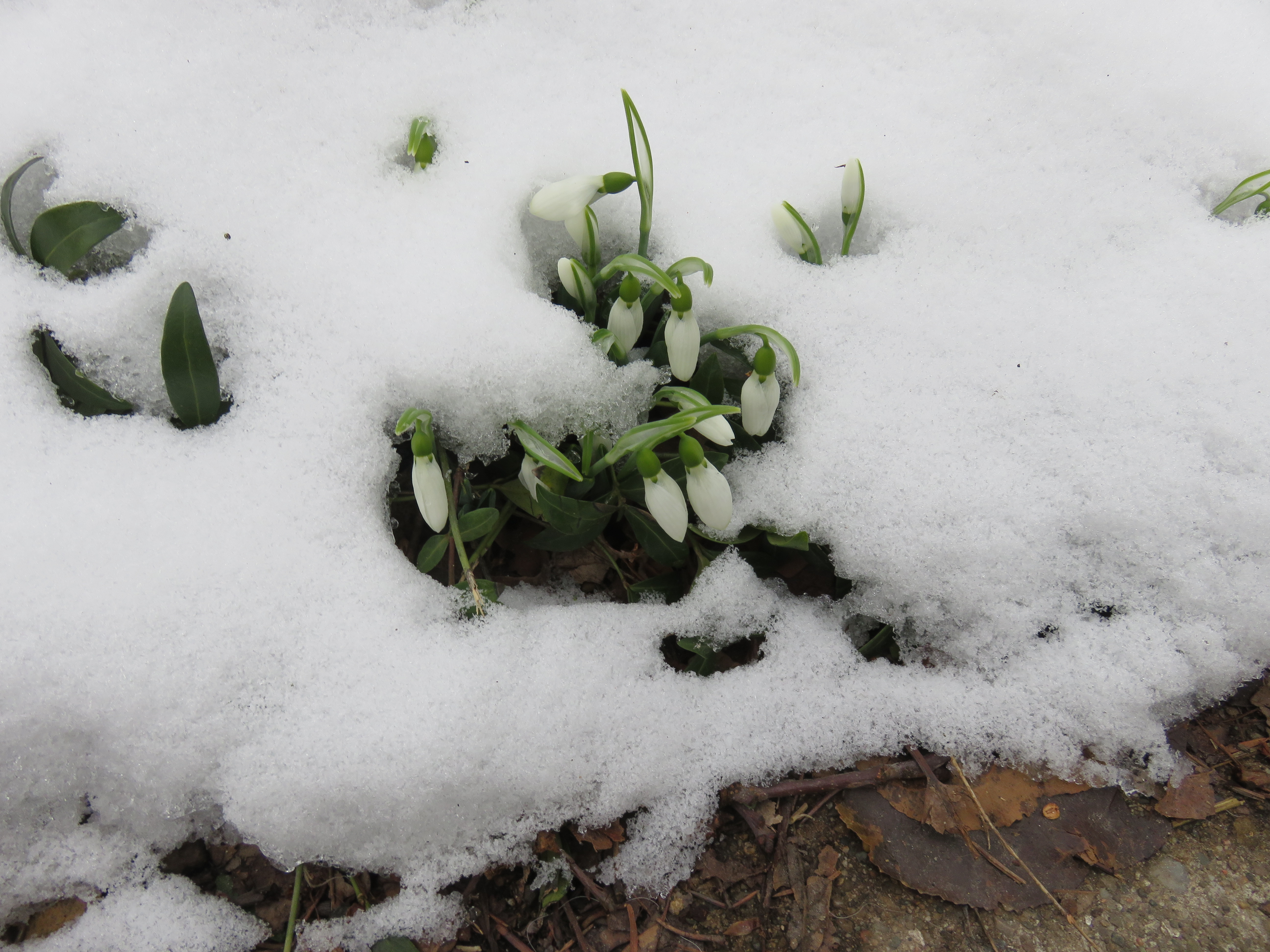 Snowdrops in snow