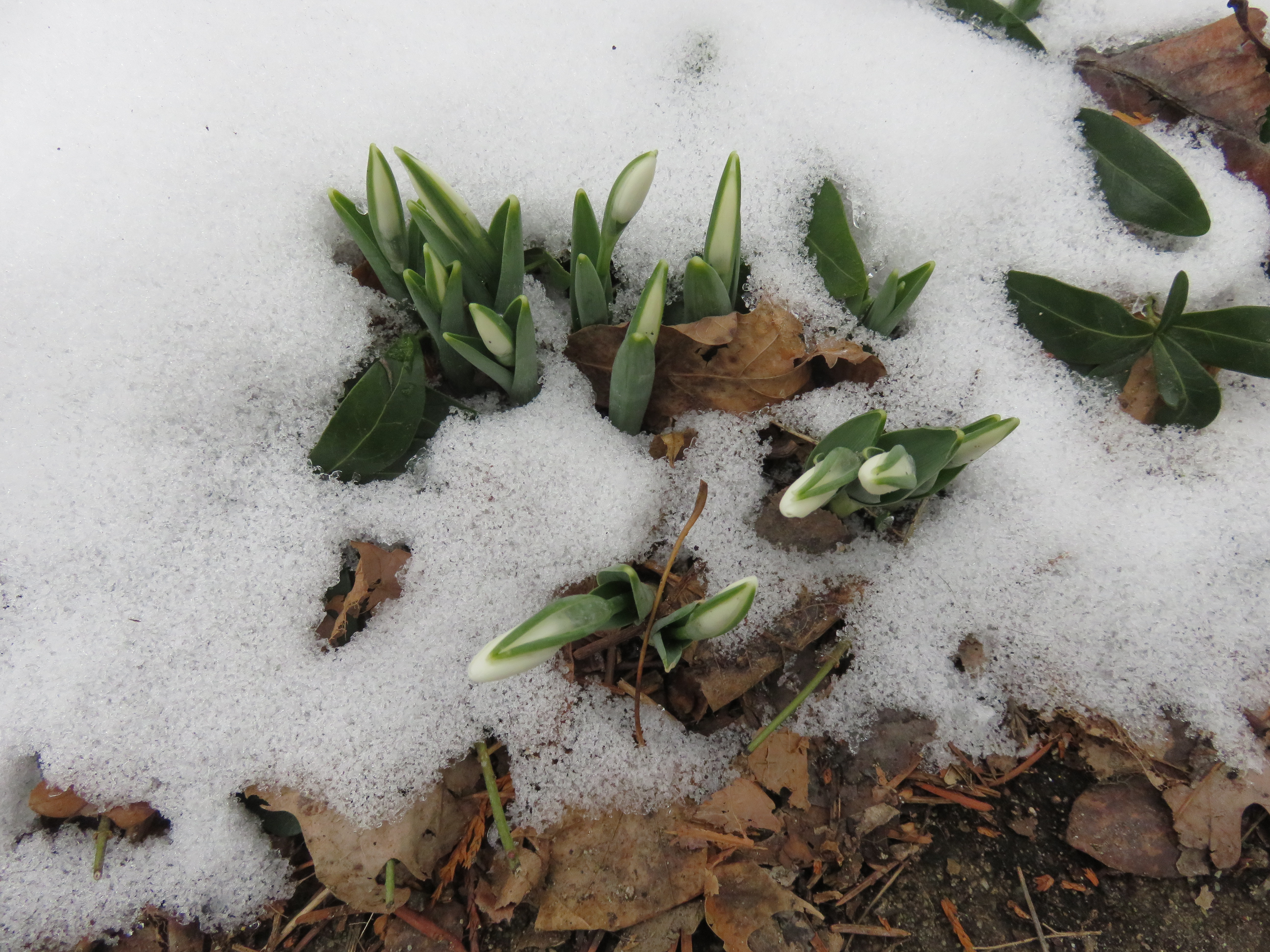 Snowdrops in snow