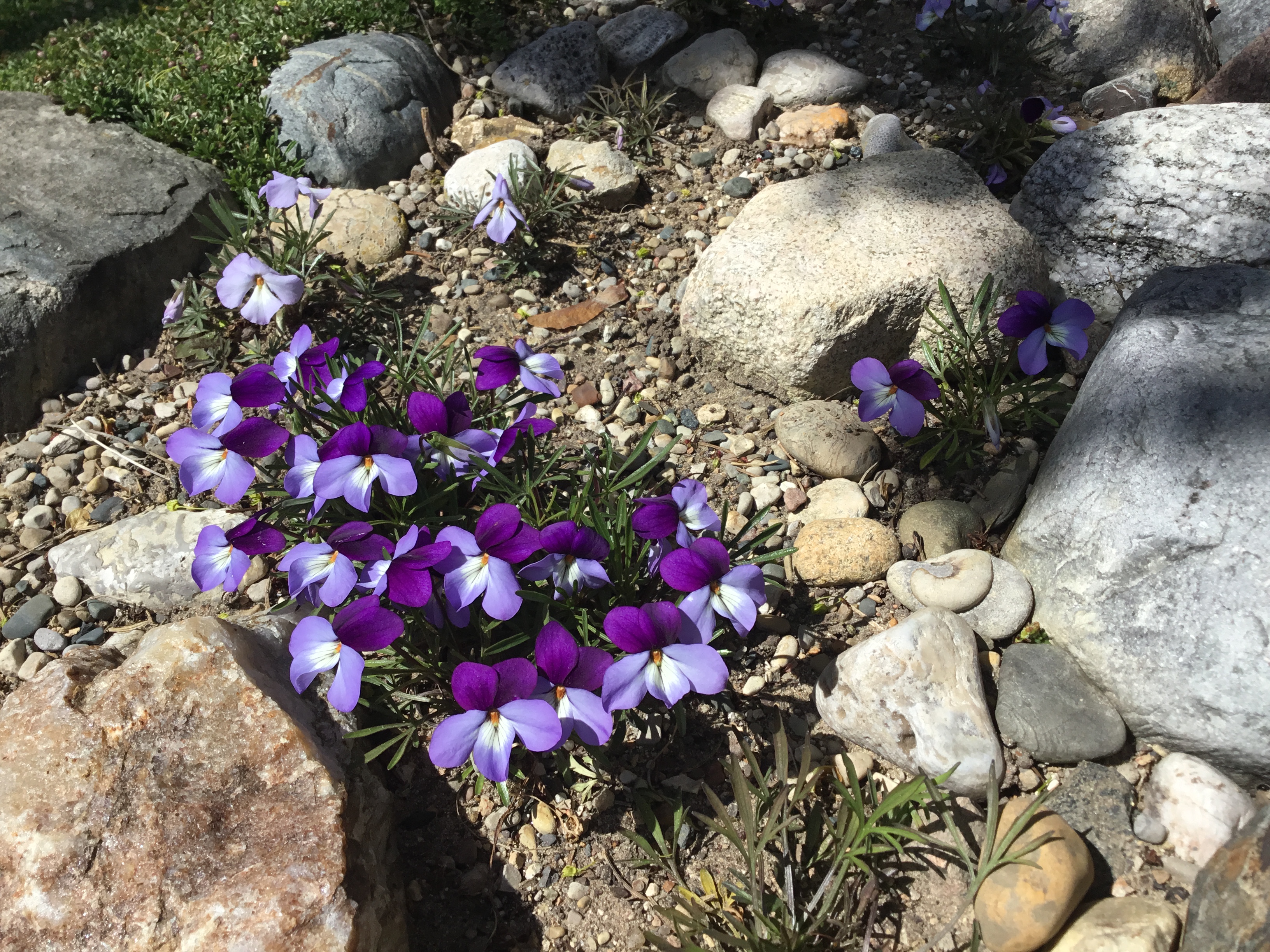Viola pedata