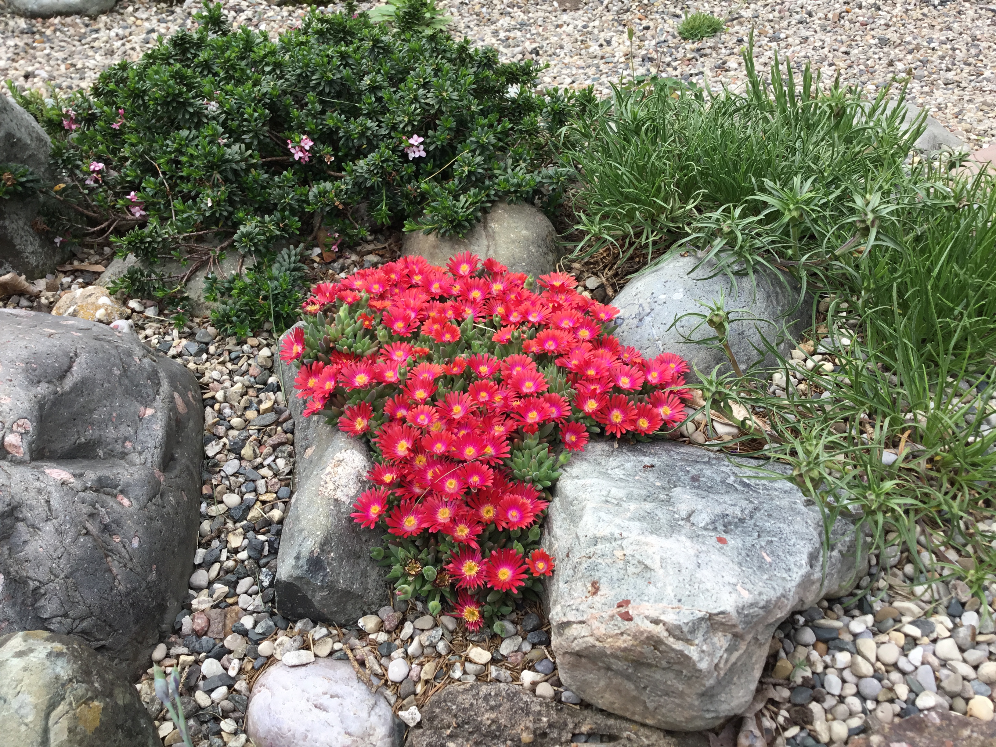 Delosperma