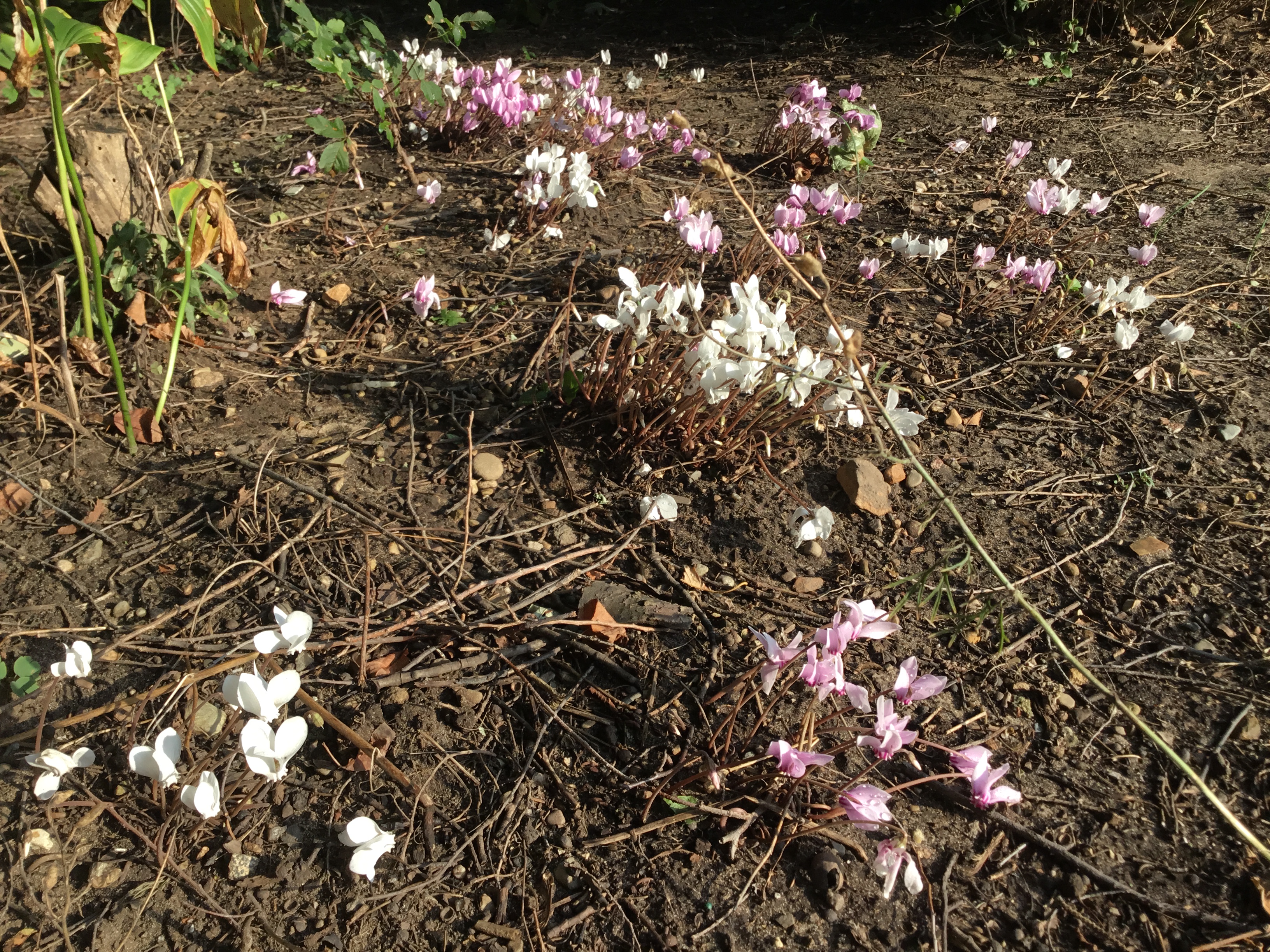 Cyclamen