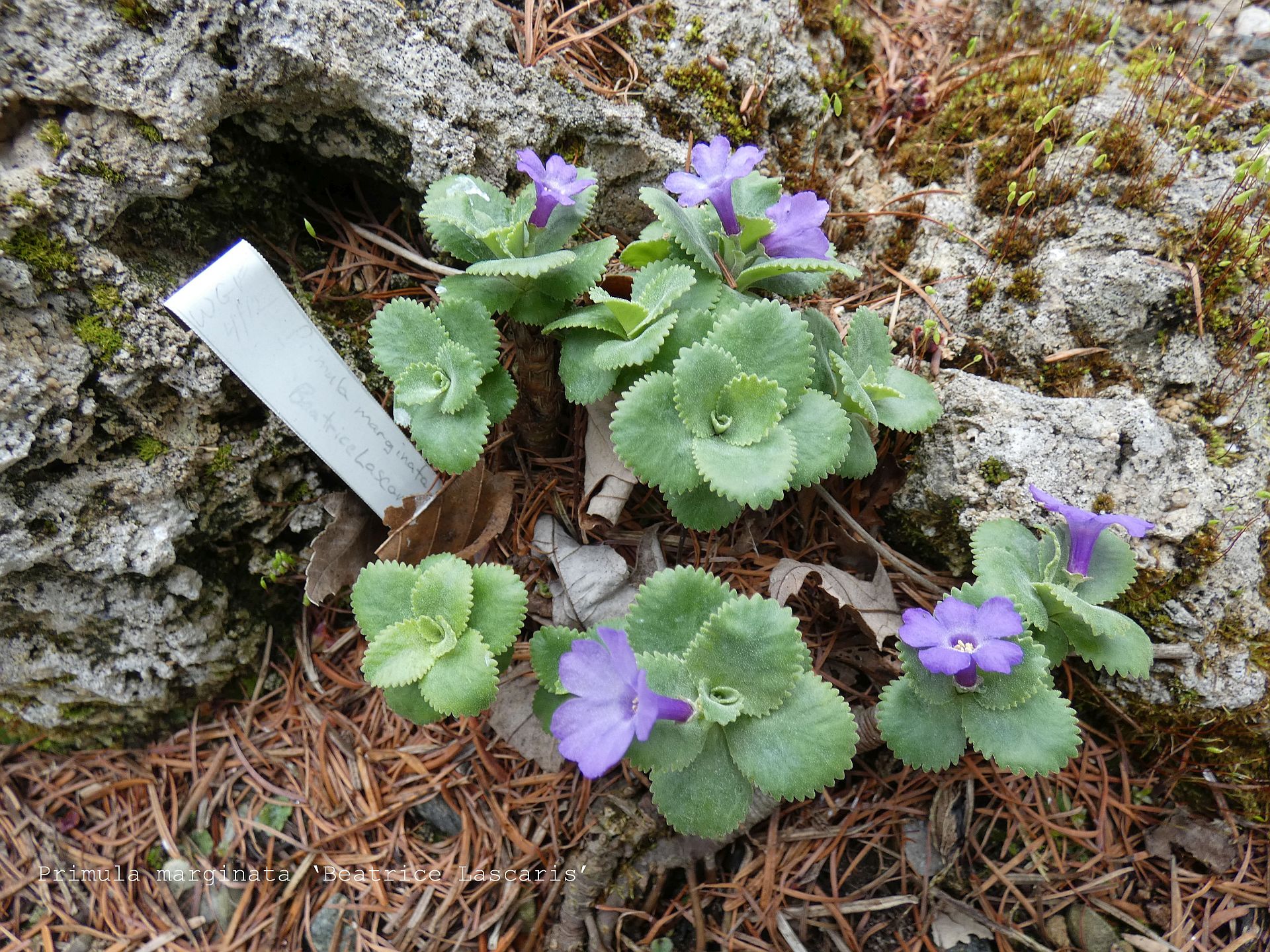 Primula marginata ‘Beatrice Lascaris’ (2)