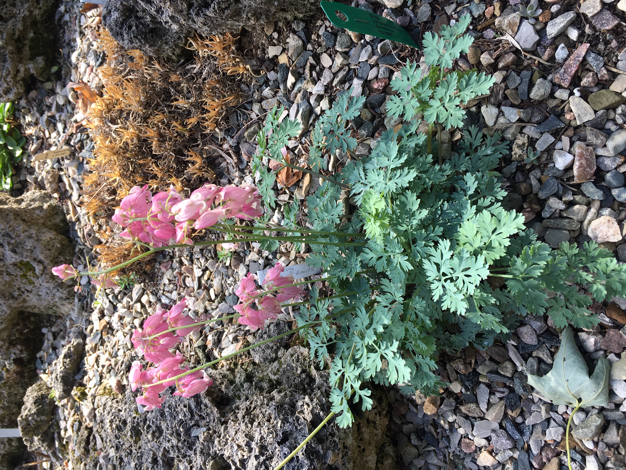Dicentra 'King of Hearts'