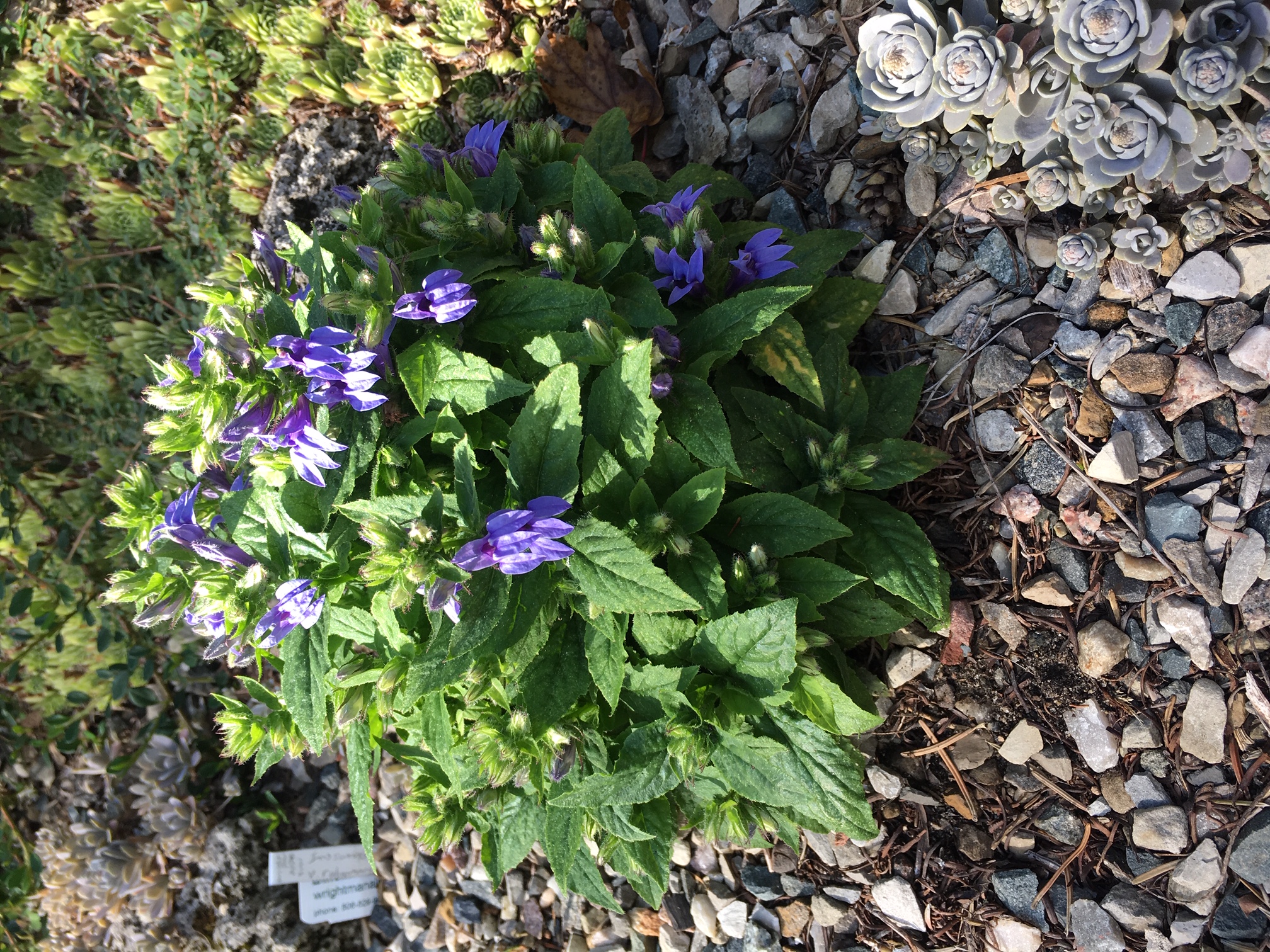 Lobelia siphilitica 'Mistassinica'