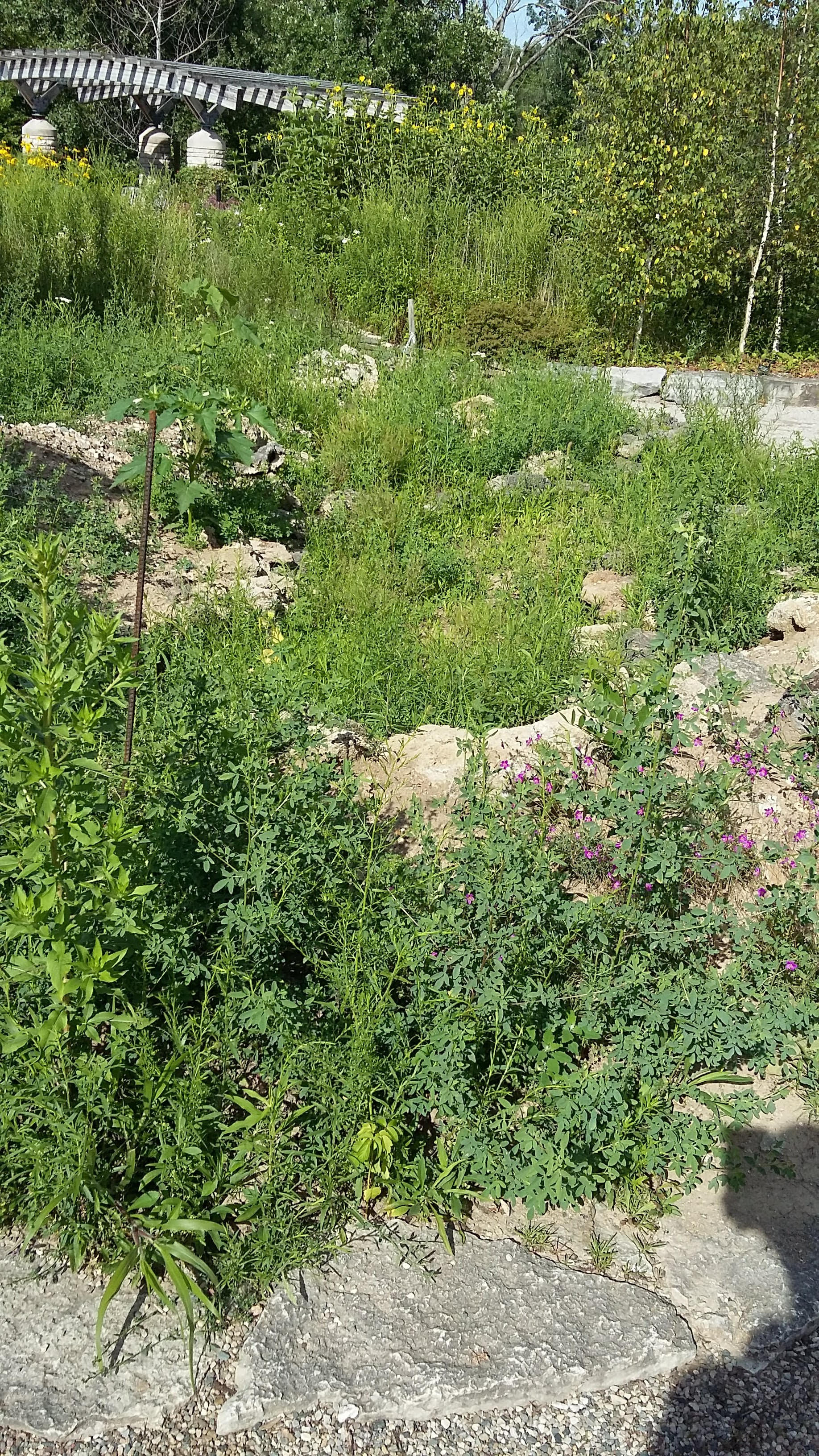 Azary Garden before weeding