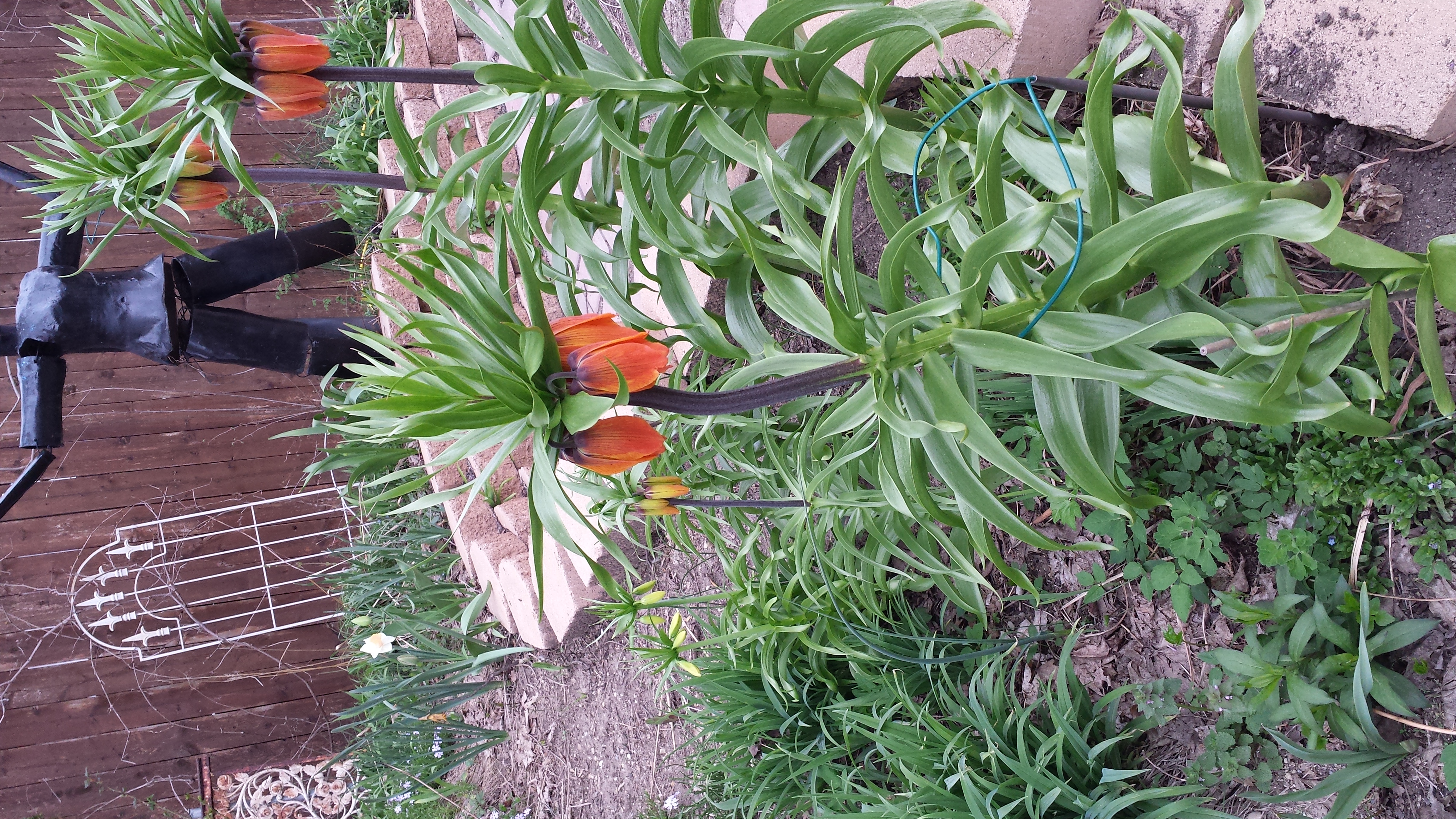 Fritillaria imperialis orange