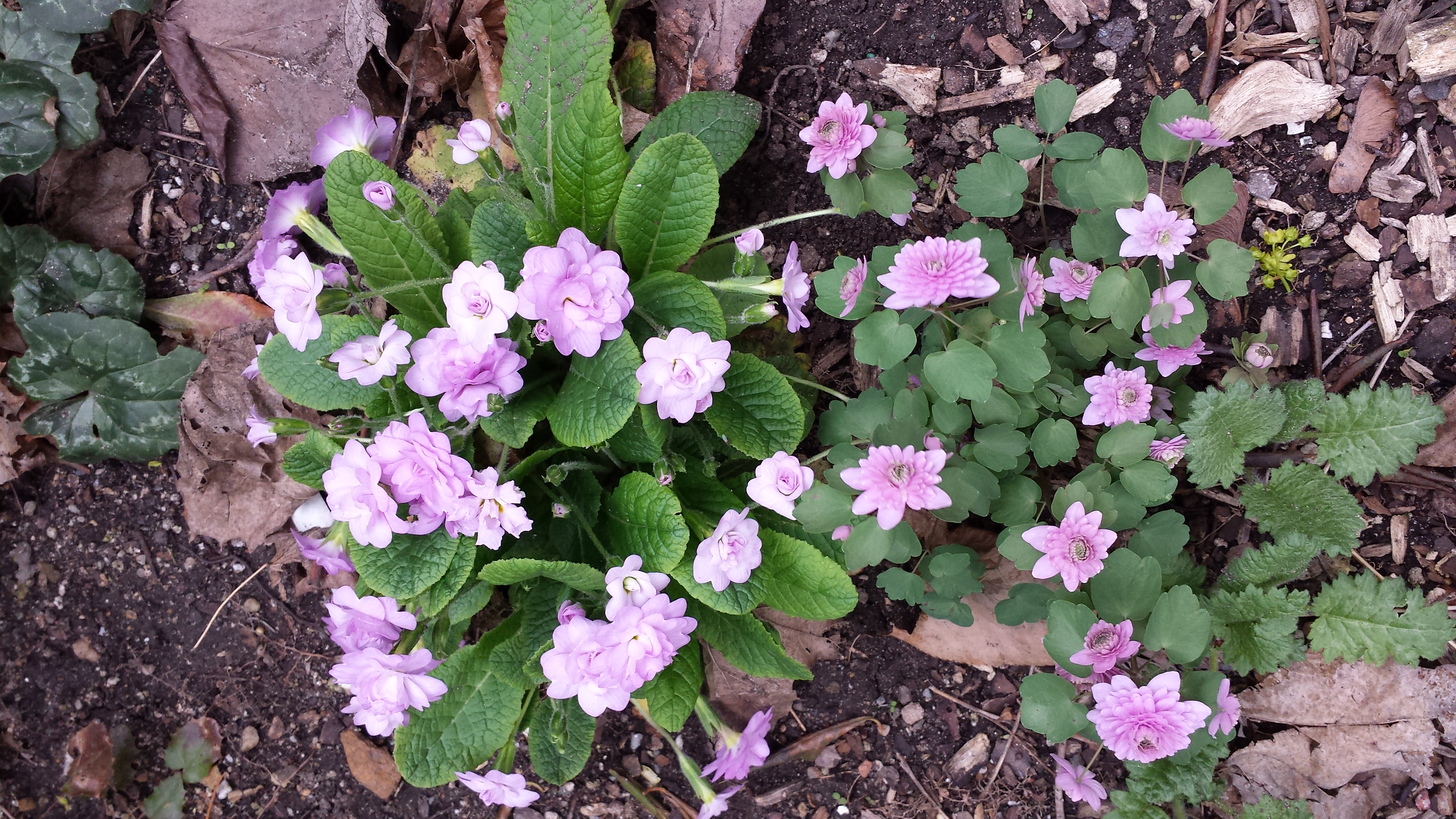 Anemonella and Primula