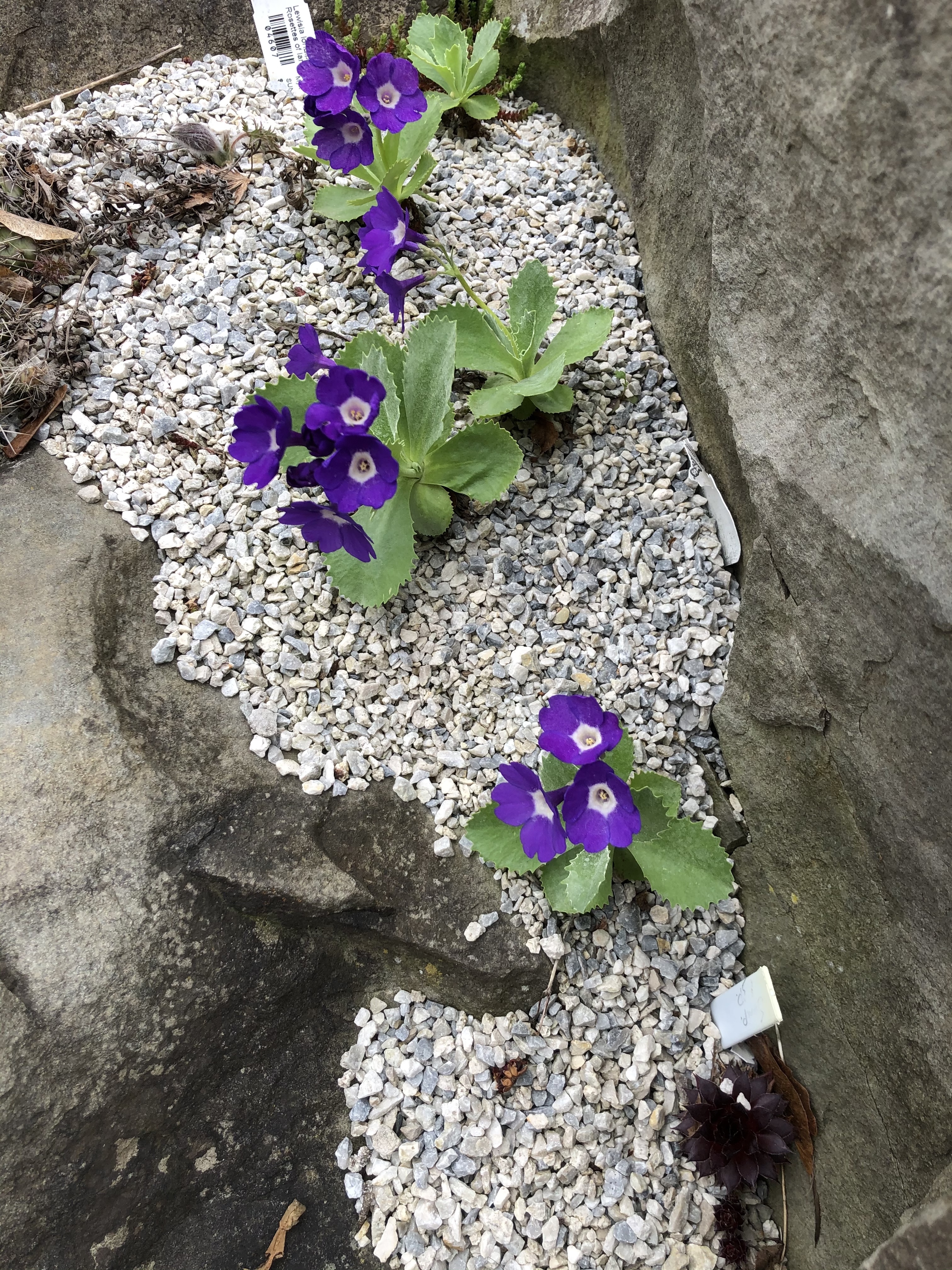 Primulas in gravel