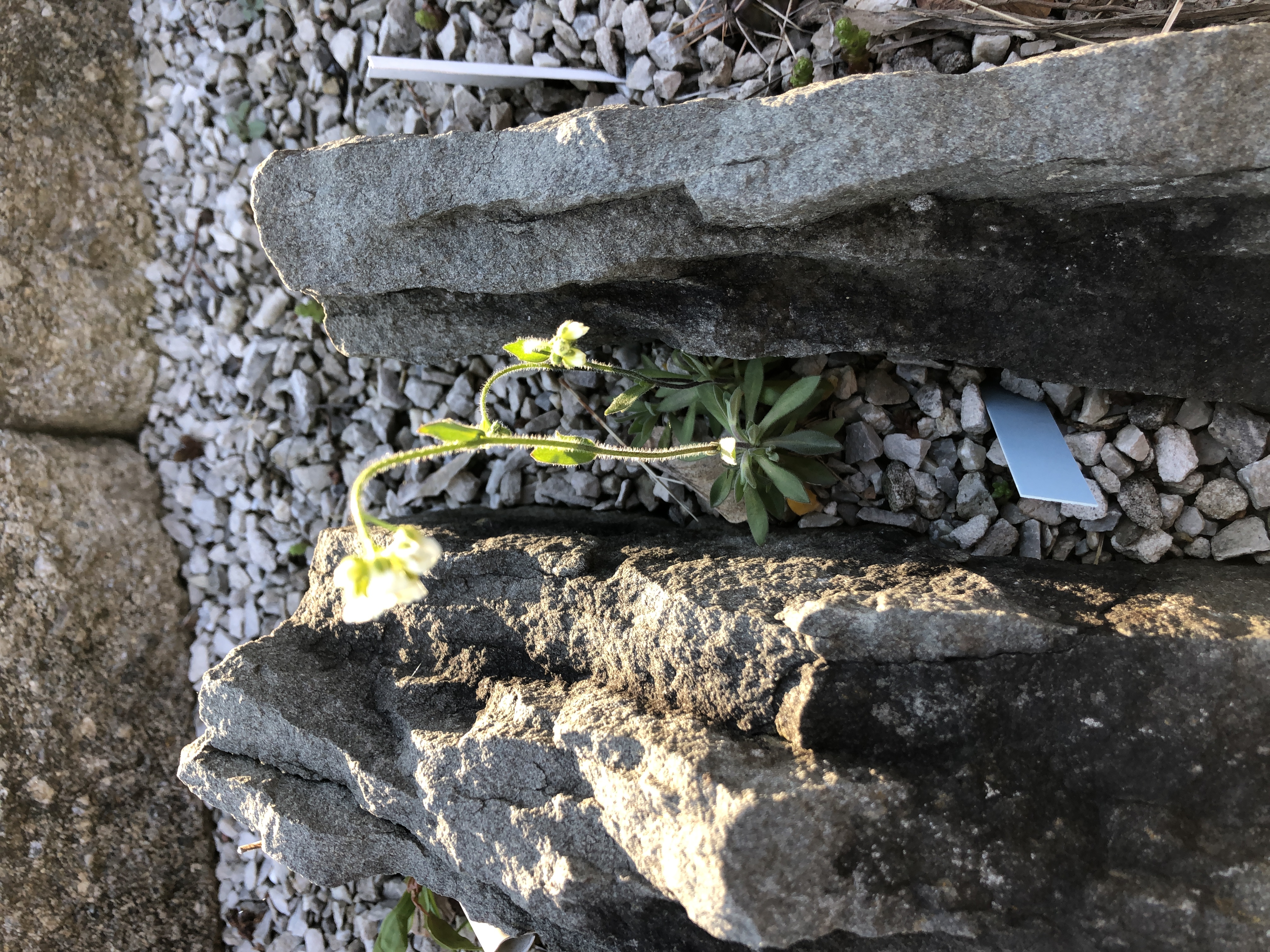 Draba in crevice
