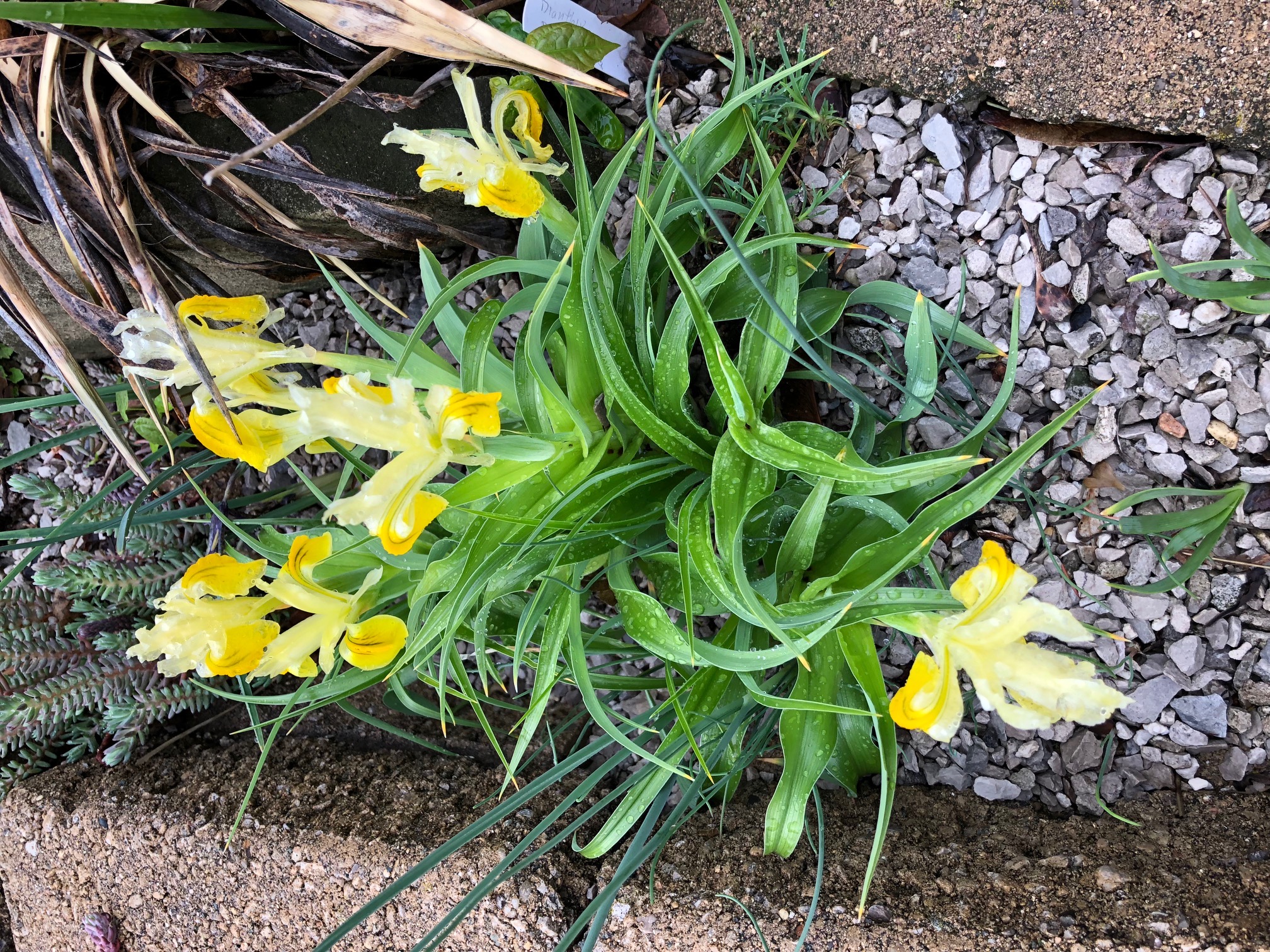 Iris bucharica