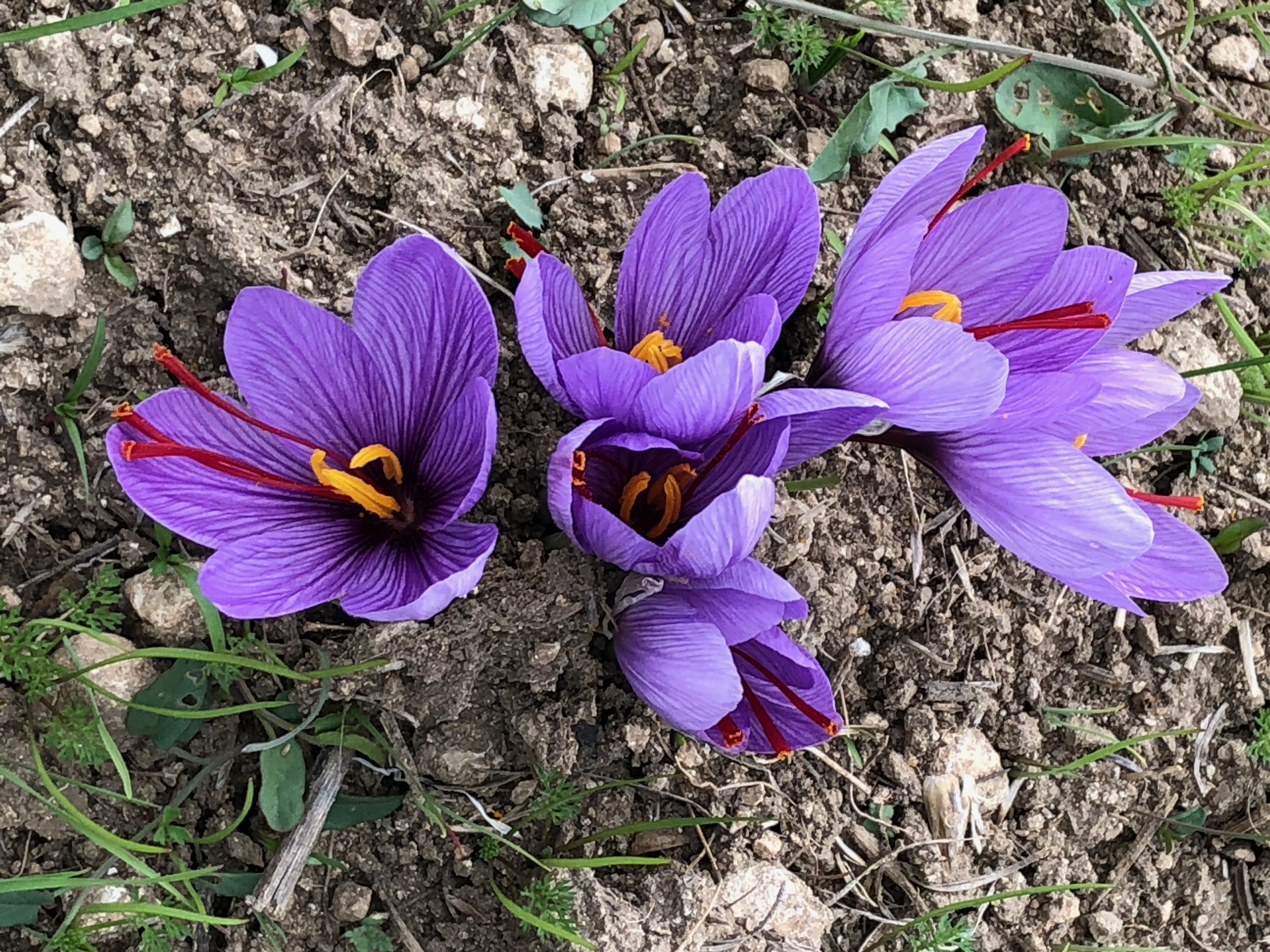 A clump of perfect flowers of Crocus sativus, showing the valuable red stigma and styles.